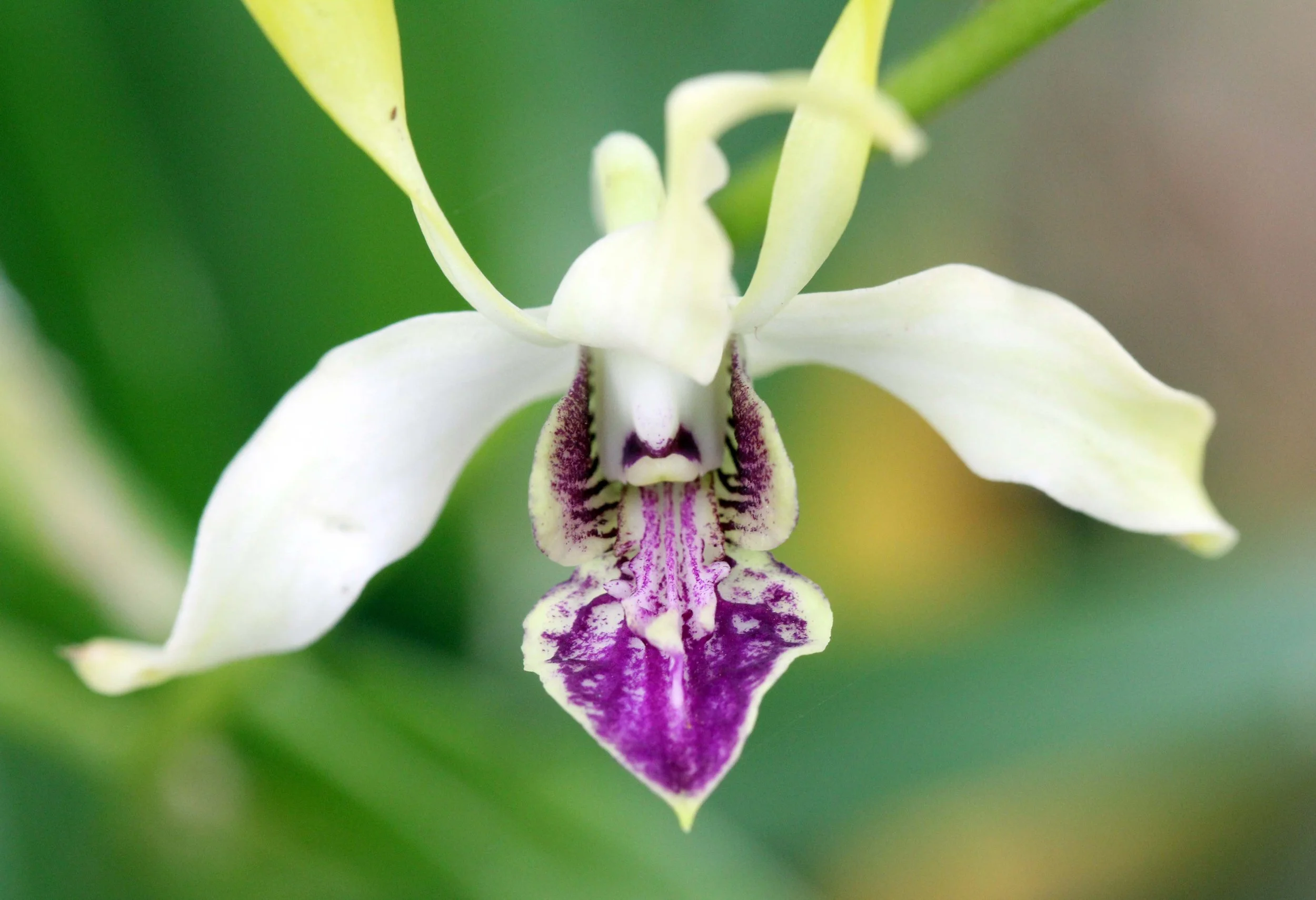 2013 Ayutthaya ISB Passion Day (115).JPG