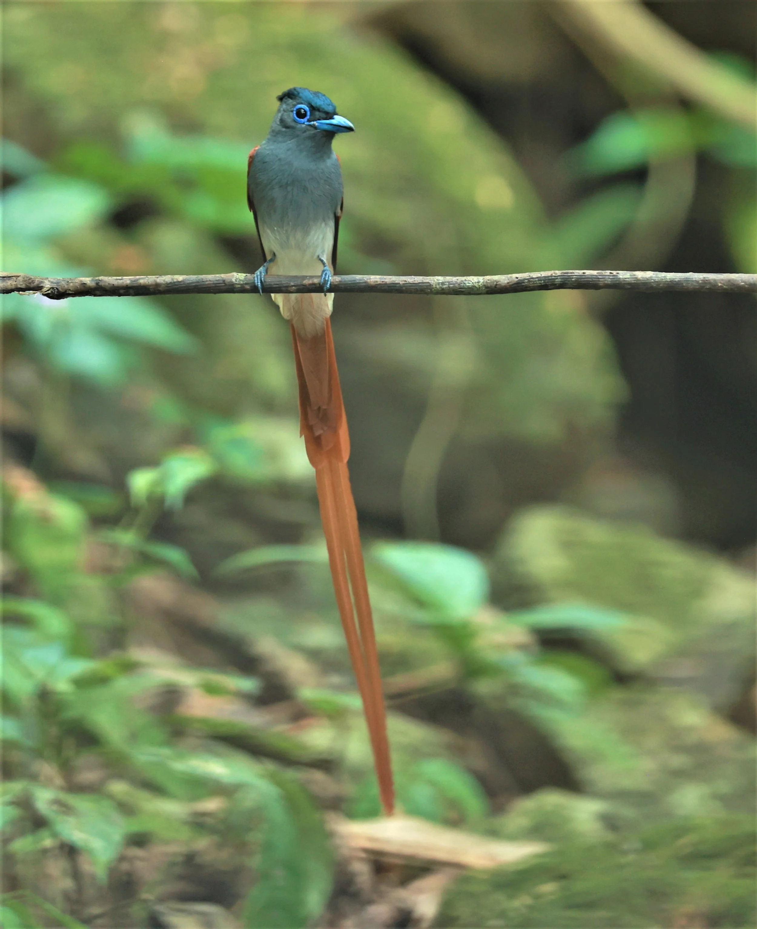 PARADISE-FLYCATCHER - BLYTH'S PARADISE-FLYCATCHER - Terpsiphone affinis - KRUNG CHING, KHAO LUANG NATIONAL PARK, THAILAND APRIL 2023 (96).jpg