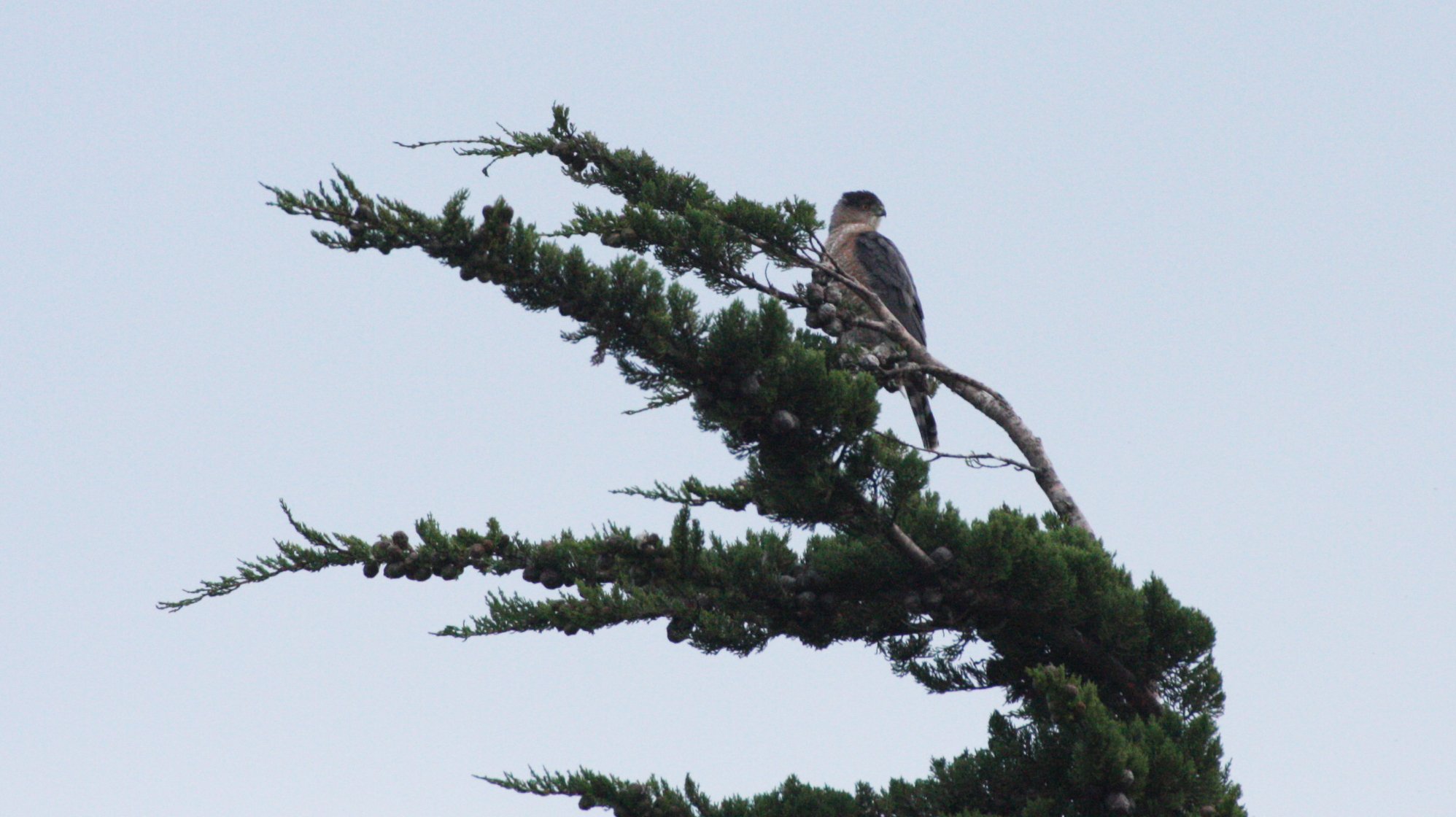 Accipiter cooperii - COOPERS HAWK - SEQUIM PRAIRIE (14).JPG