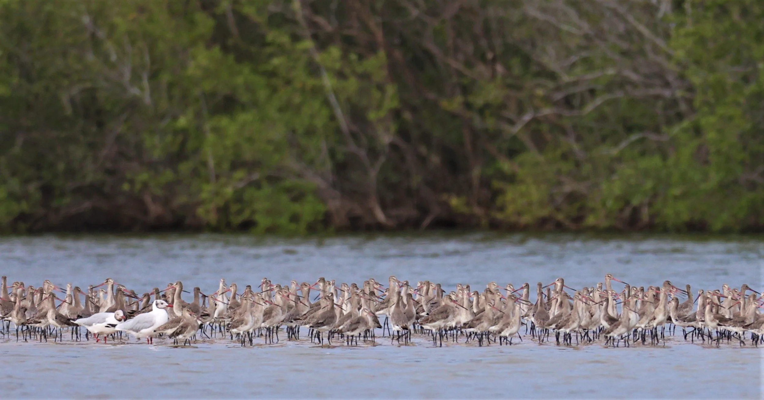 GODWIT - BLACK-TAILED GODWIT - Limosa limosa - BANG PU MANGROVE FOREST RESERVE SEP 21 21 (9).jpg