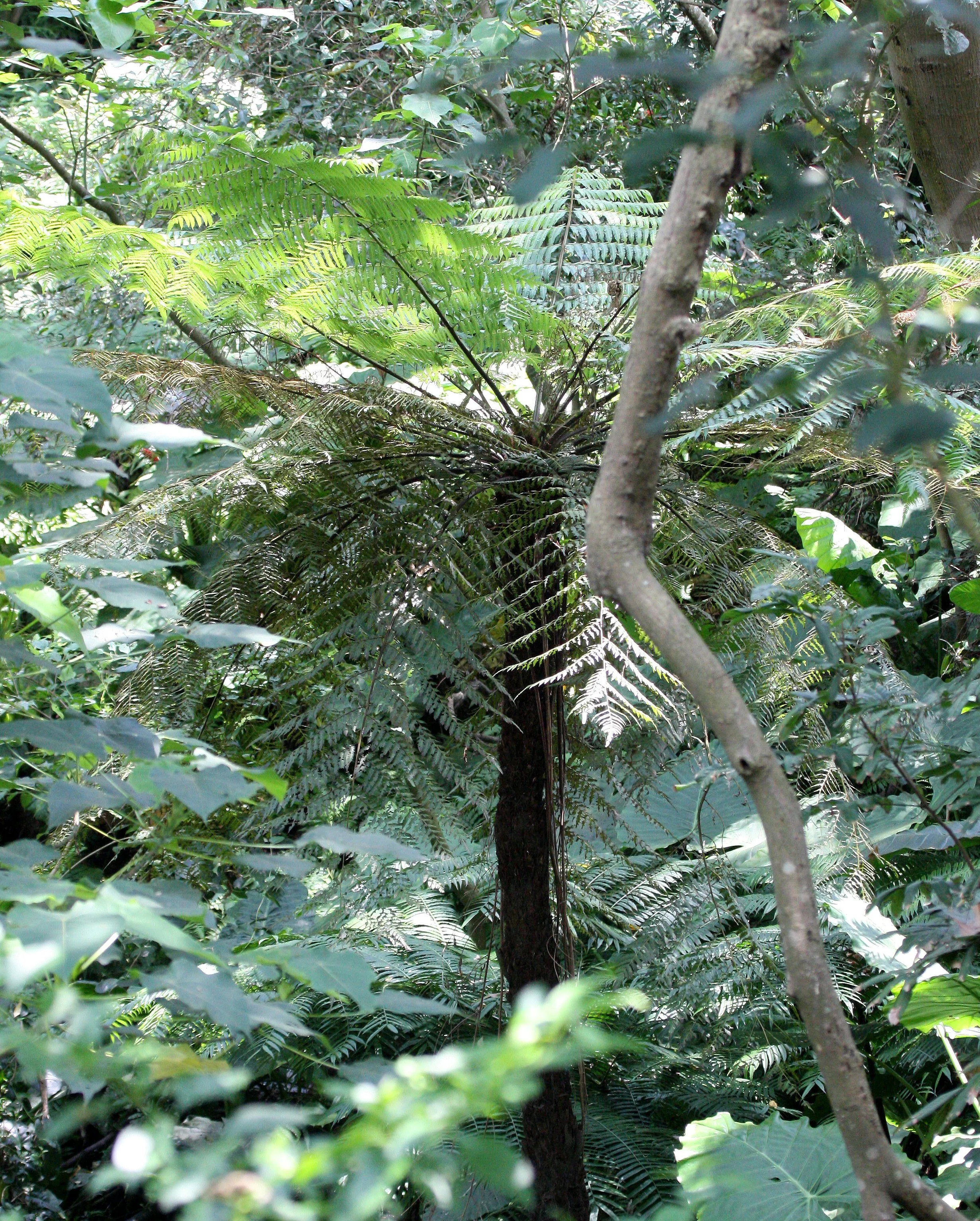 TAIWAN - SUBTROPICAL FOREST - PLANT SPECIES (2).JPG