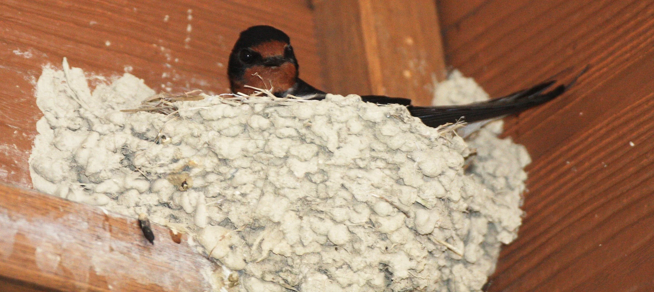 Barn Swallow (Hirundo rustica) Miyajima Japan (3).JPG