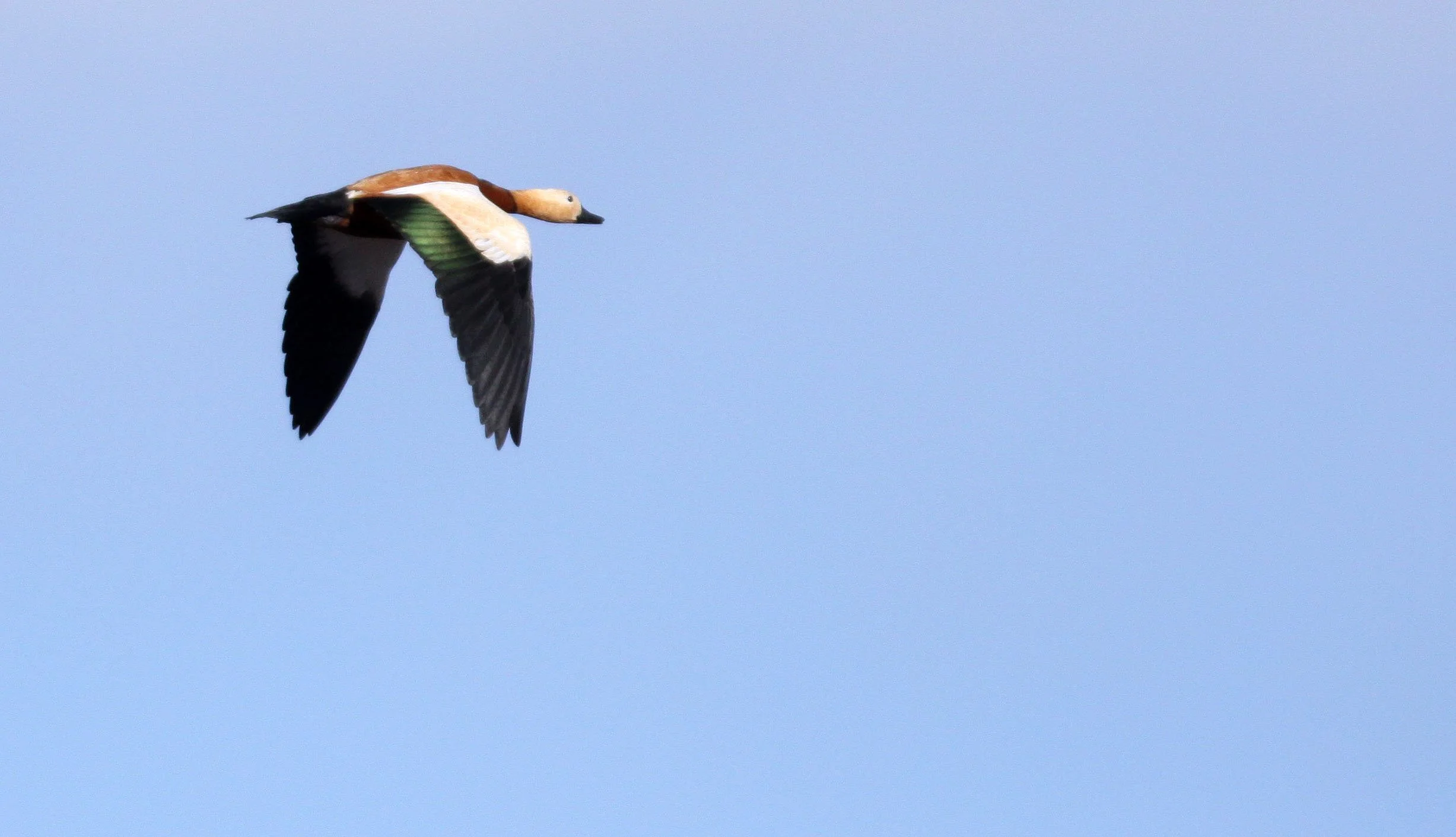 SHELDUCK - RUDDY SHELDUCK  - Tadorna ferruginea - NAPAHAI WETLANDS YUNNAN CHINA (18).JPG