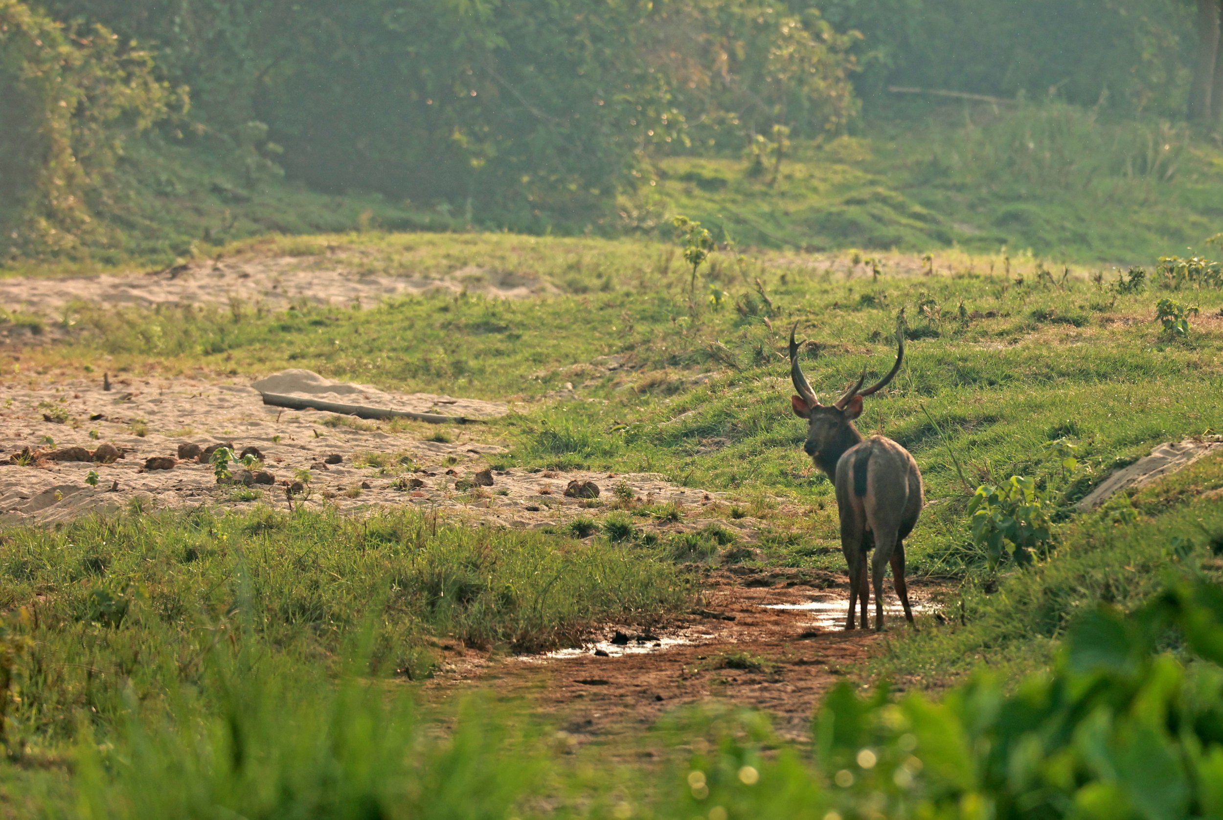 The Sambar deer (Rusa unicolor)