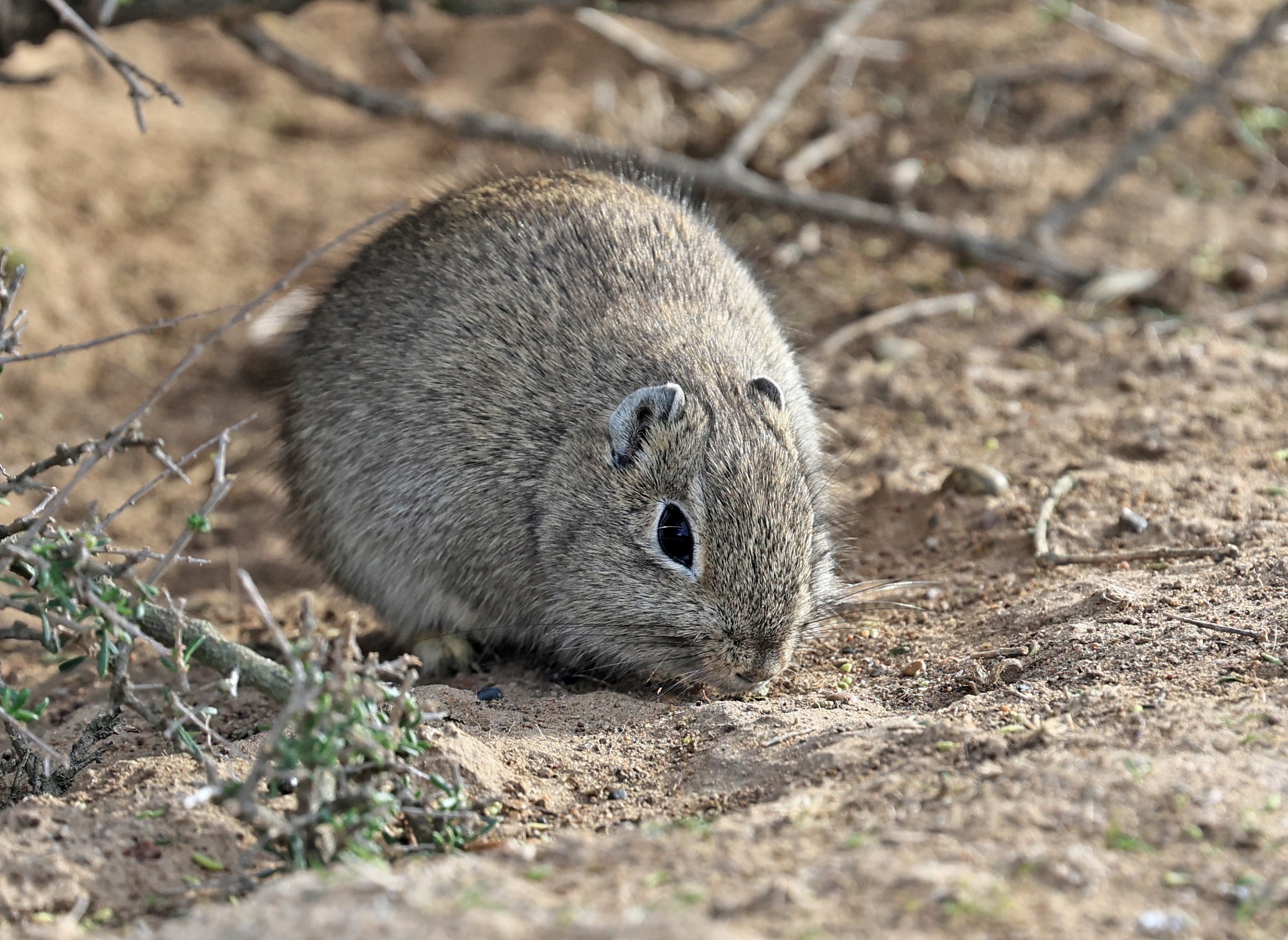 Southern Mountain Cavy (Microcavia australis) Valdes Peninsula, Chubut Province, Argentina Day 2 (1 (64).jpg