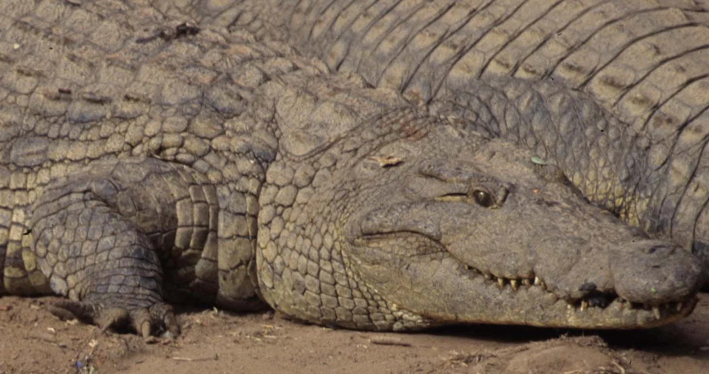 REPTILE- NILE CROC -SERENGETI B2.jpg