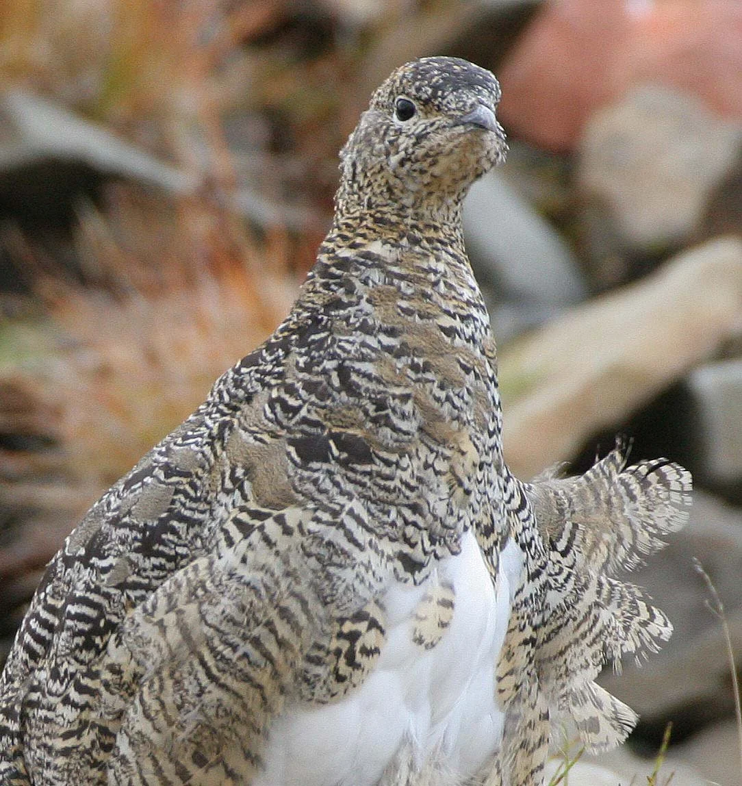 BIRD - PTARMIGAN - ROCK PTARMIGAN - SVALBARD (31).jpg