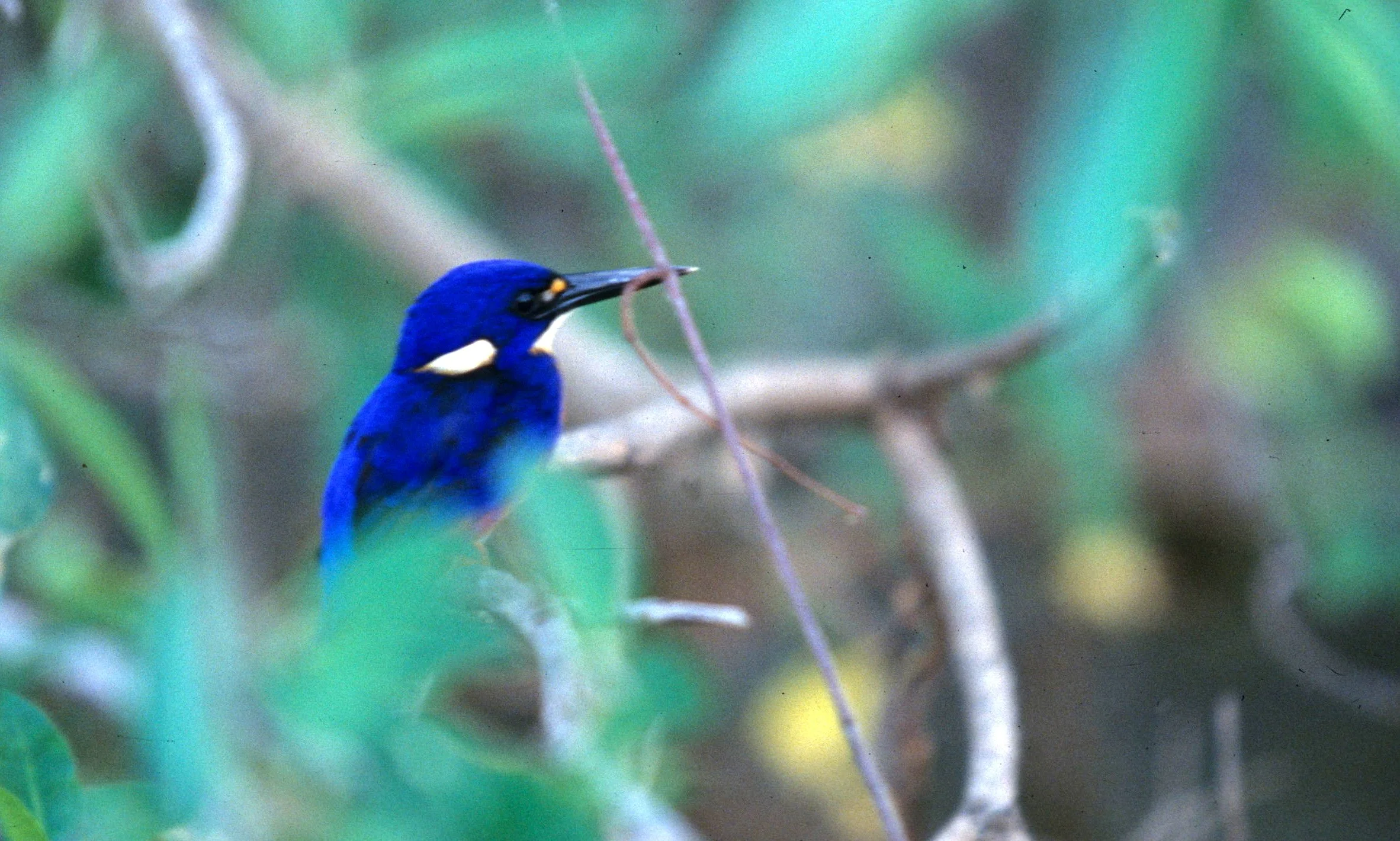 BIRD - KINGFISHER - AZURE KINGFISHER - DAINTREE RAINFOREST C.jpg