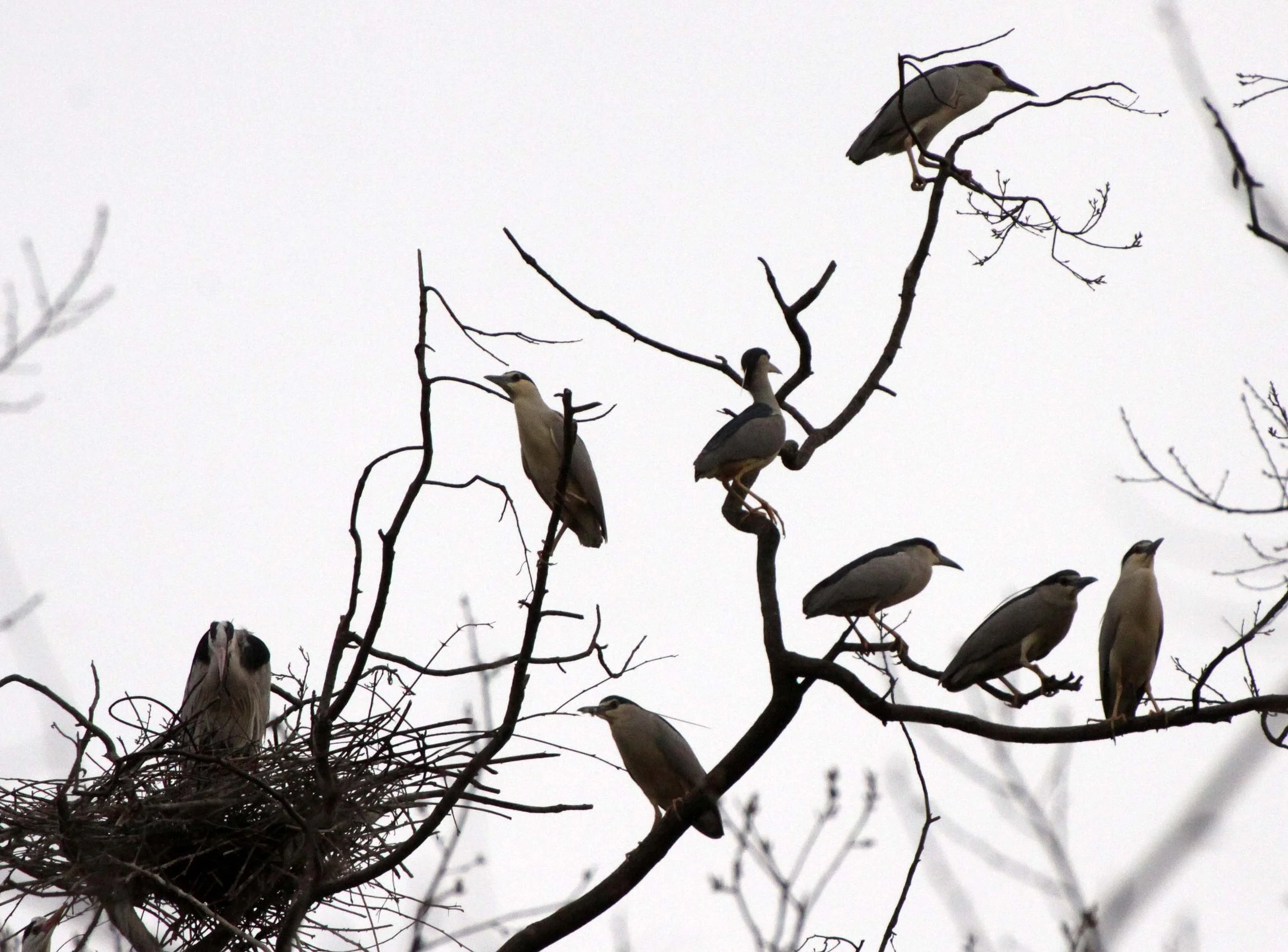 HERON - BLACK-CROWNED NIGHT HERON - Nycticorax nycticorax - YANG COUNTY CHINA (8).JPG