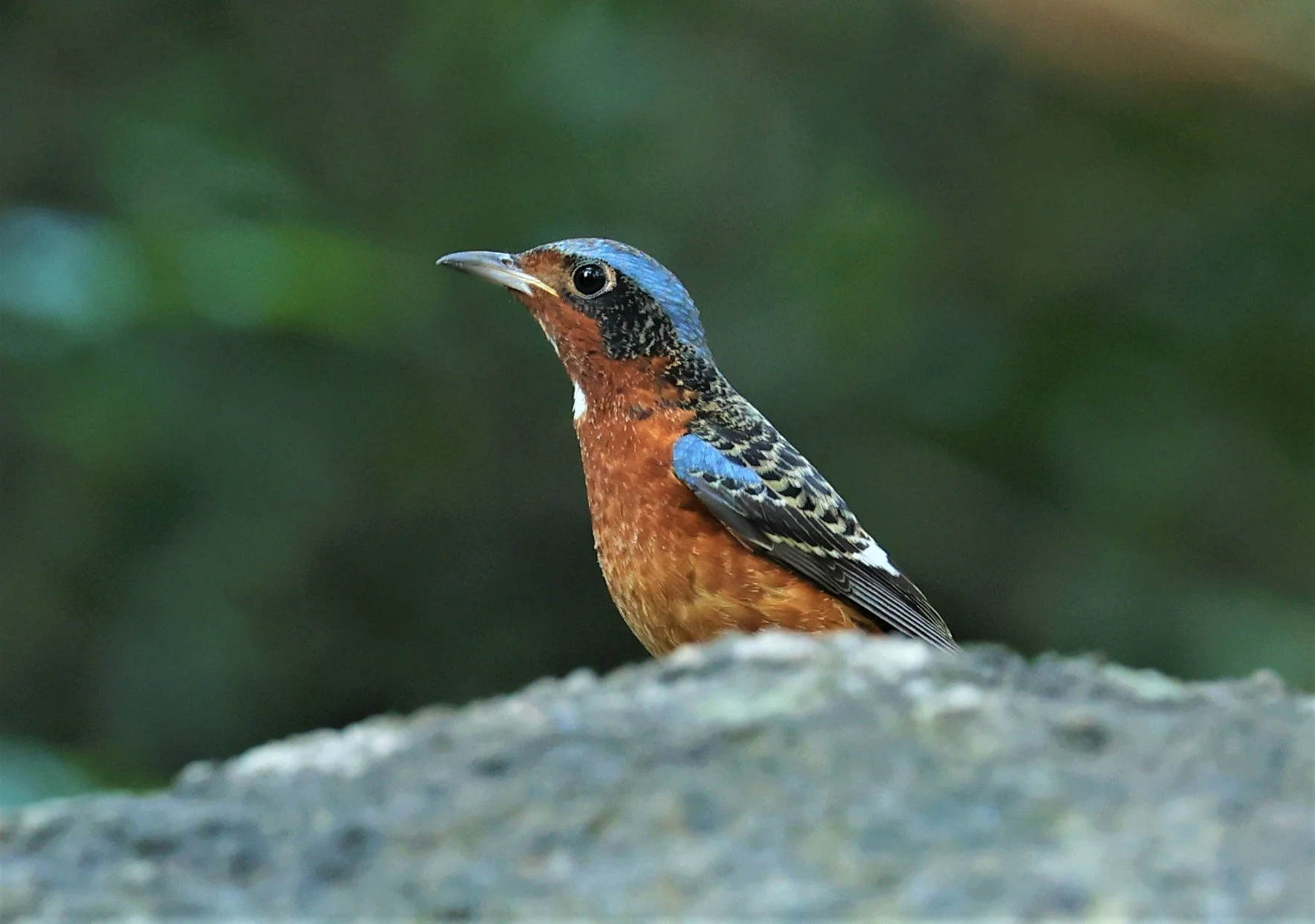 ROCK-THRUSH - WHITE-THROATED ROCK-THRUSH - Monticola gularis - WAT THAM PRATHUM CHONBURI JAN 30 2022 (87).jpg