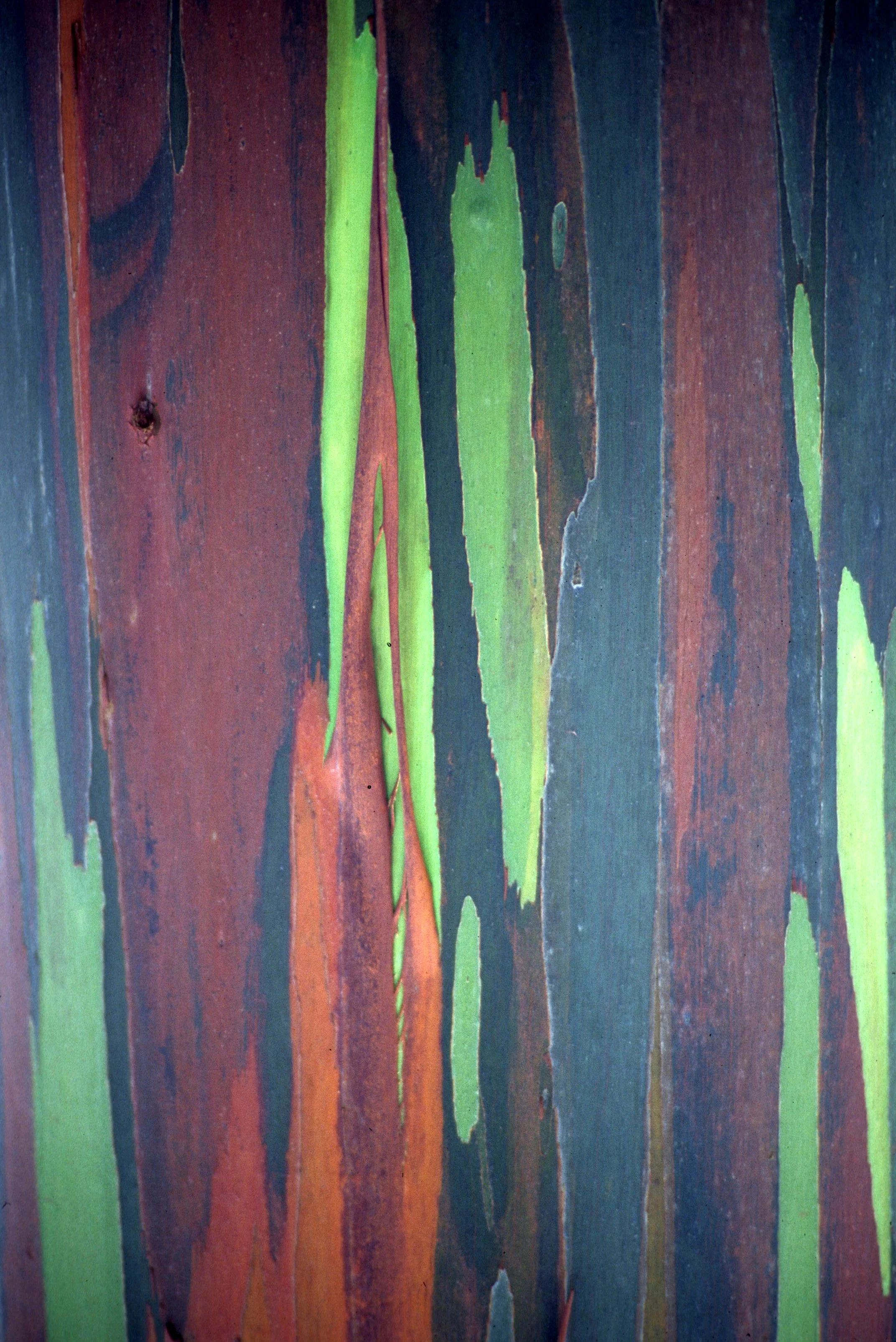 HAWAII - HAWAII - GUM TREE - EUCALYPTUS.jpg