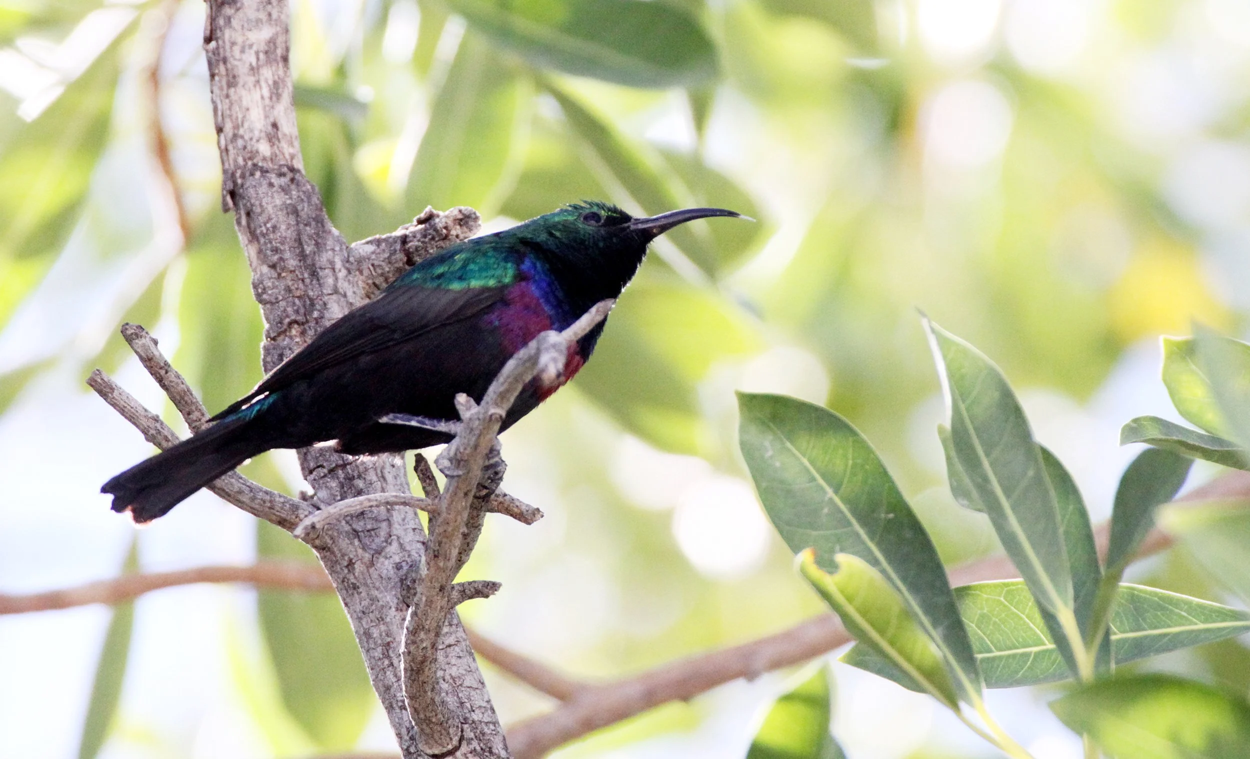 BIRD - SUNBIRD - MARICO SUNBIRD - CINNYRIS MARIQUENSIS - ETOSHA NATIONAL PARK NAMIBIA (9).JPG