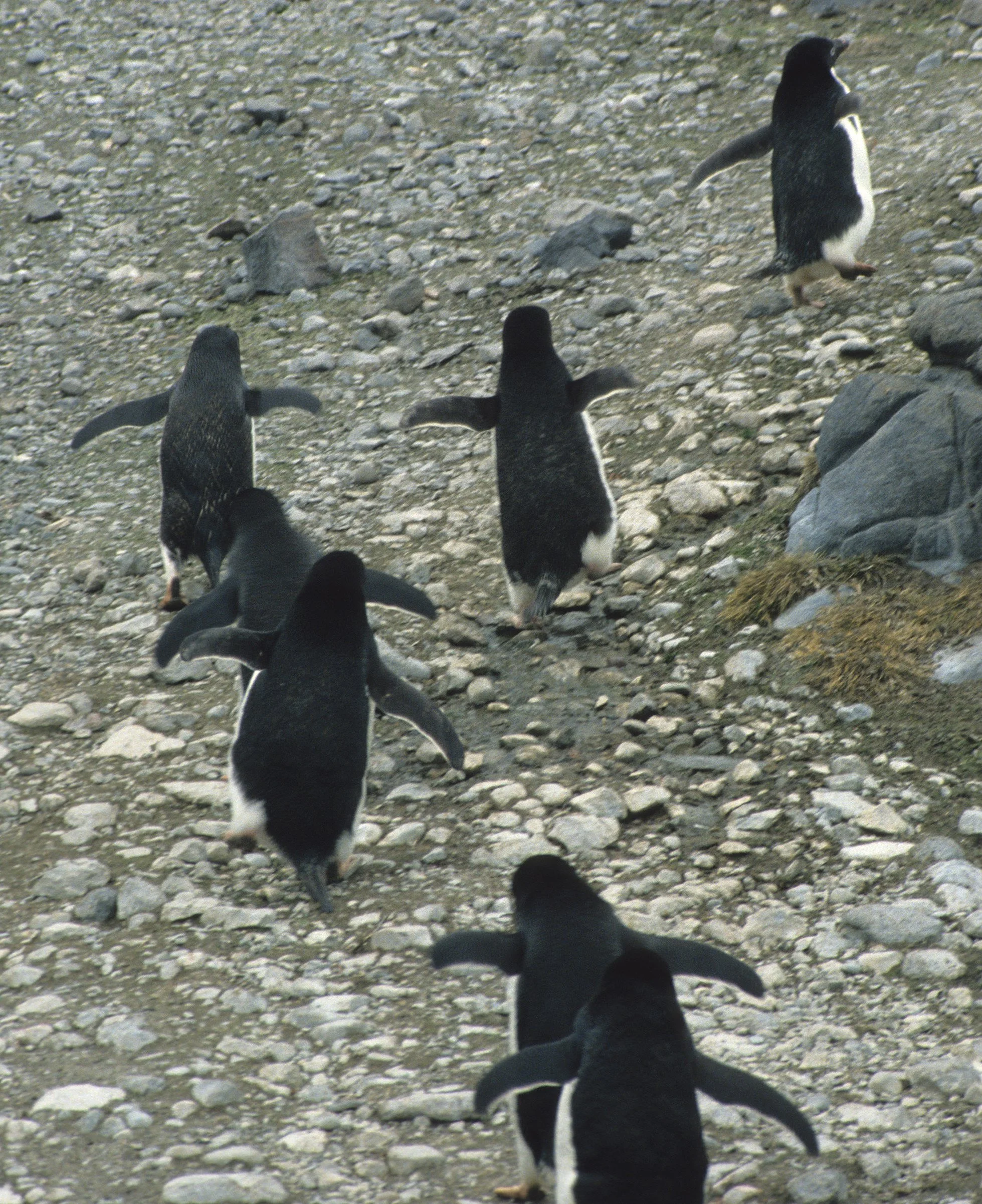 Adélie Penguin (Pygoscelis adeliae) Arctowski Poland Research Station Rookery Antarctic Peninsula (12).jpg