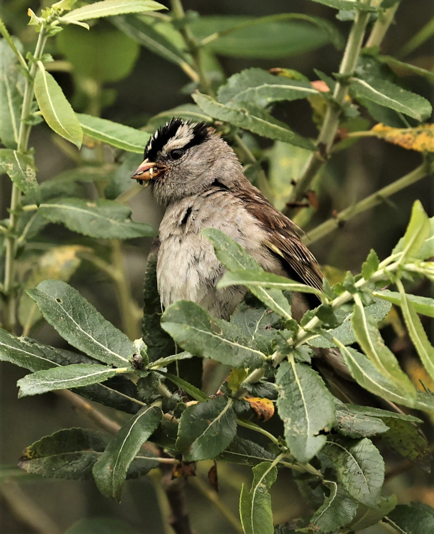 White-crowned Sparrow (Zonotrichia leucophrys) Humboldt Bat NWR California (6).jpg