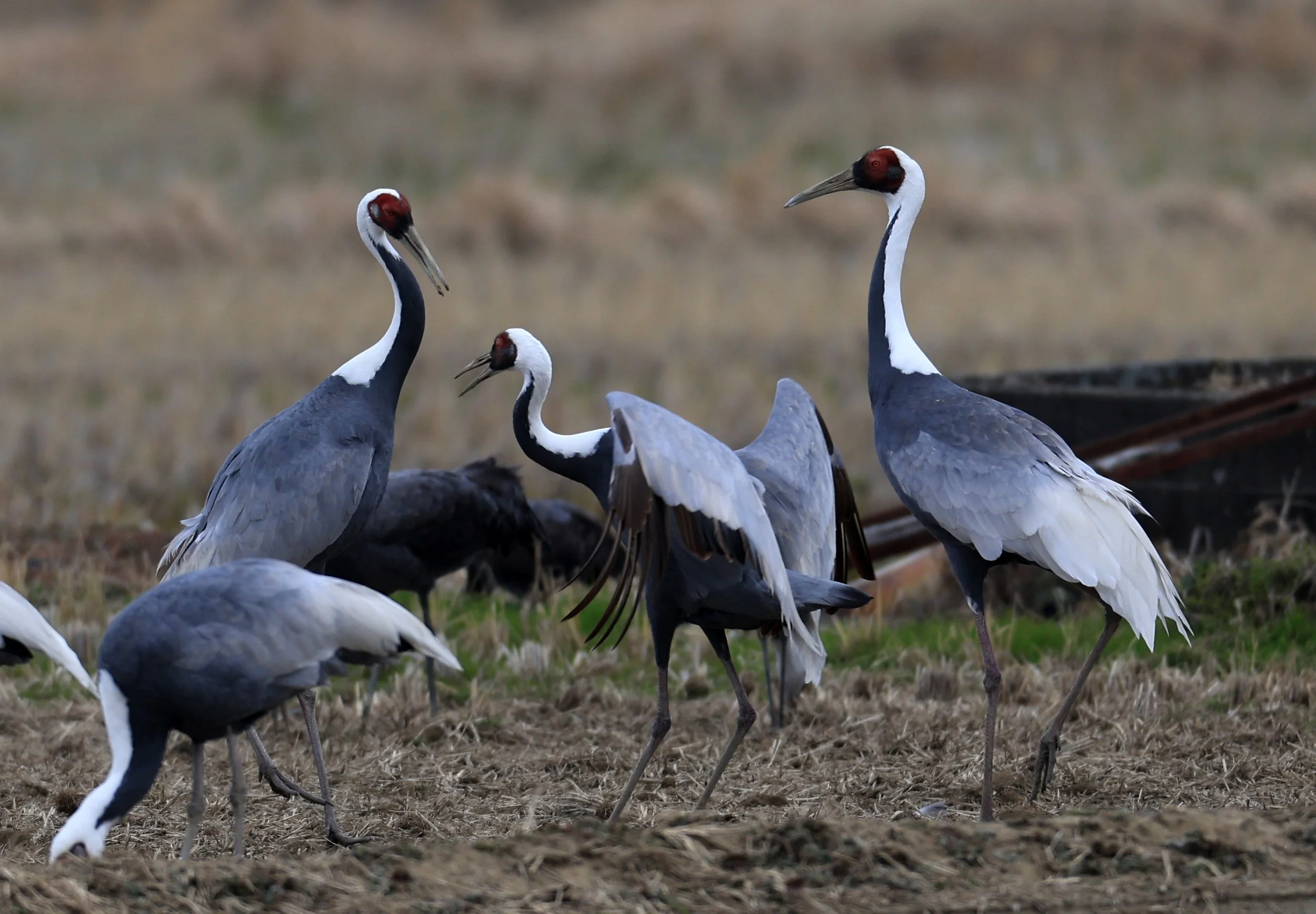 White-naped Crane (Antigone vipio) Izumi Crane Park & Center, Izumi Kagoshima Kyushu Japan (422).jpg