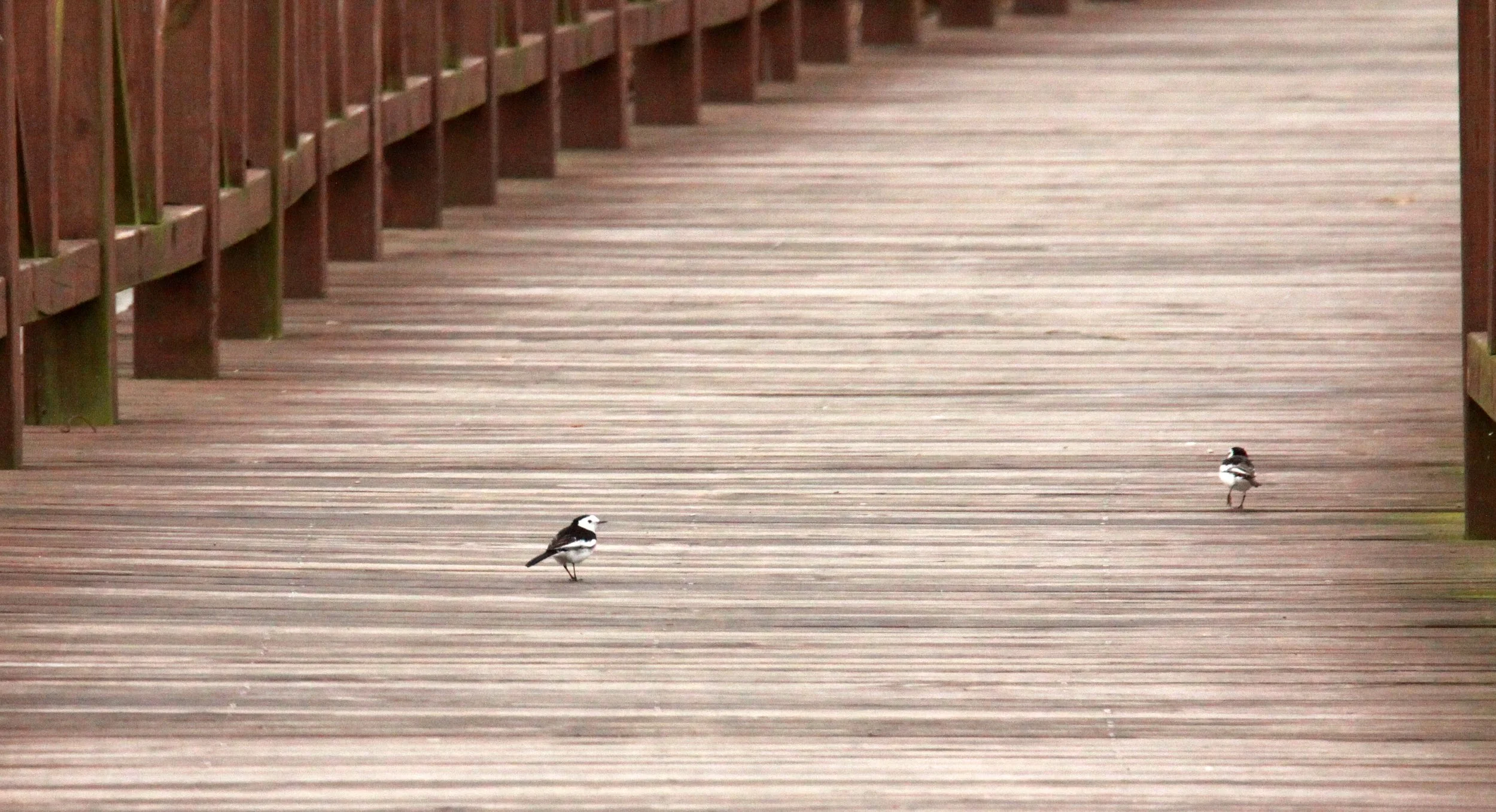 CHONGMING ISLAND DONGTAN WETLANDS RESERVE FIELD TRIP 2011 (60).JPG