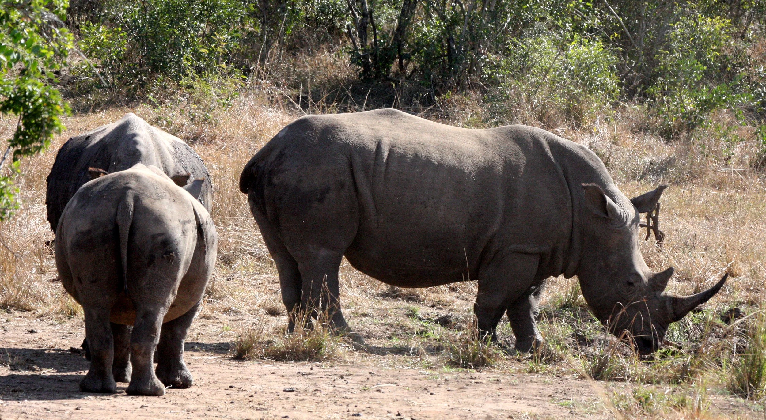Ceratotherium simum simum - SOUTHERN WHITE RHINO - IMFOLOZI NATIONAL PARK SOUTH AFRICA (15).JPG