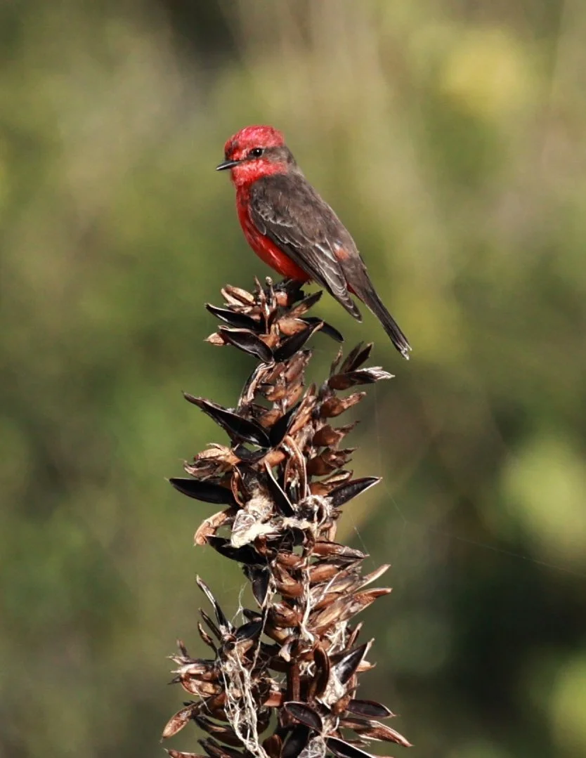 Vermilion Flycatcher (Pyrocephalus rubinus) Superagüi National Park, Brazil (8).jpg