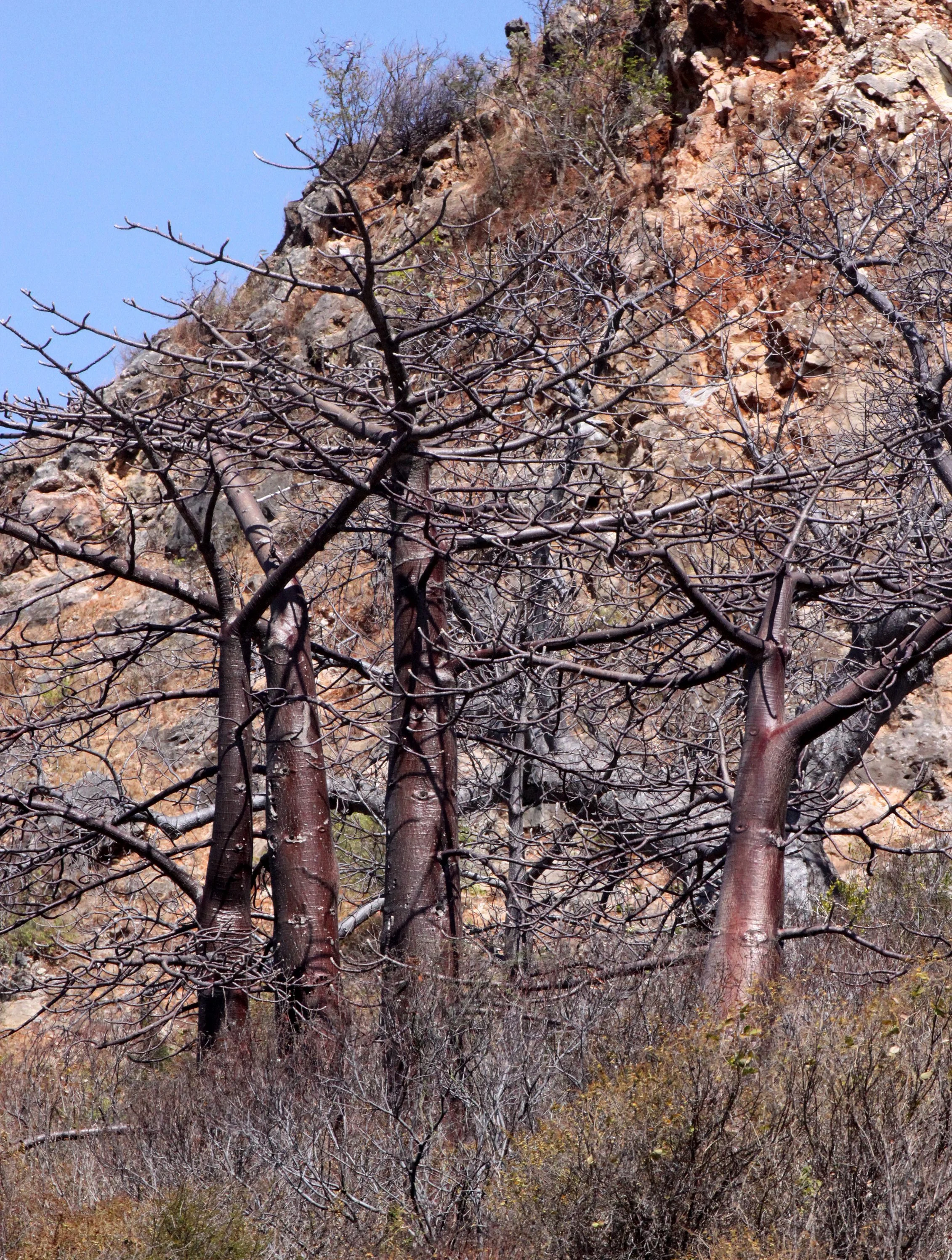 PLANT - BAOBAB - ADANSONIA MADAGASCARIENSIS - MADAGASCAR BAOBAB AND OTHER SPECIES - DIEGO SUAREZ MADAGASCAR (2).JPG