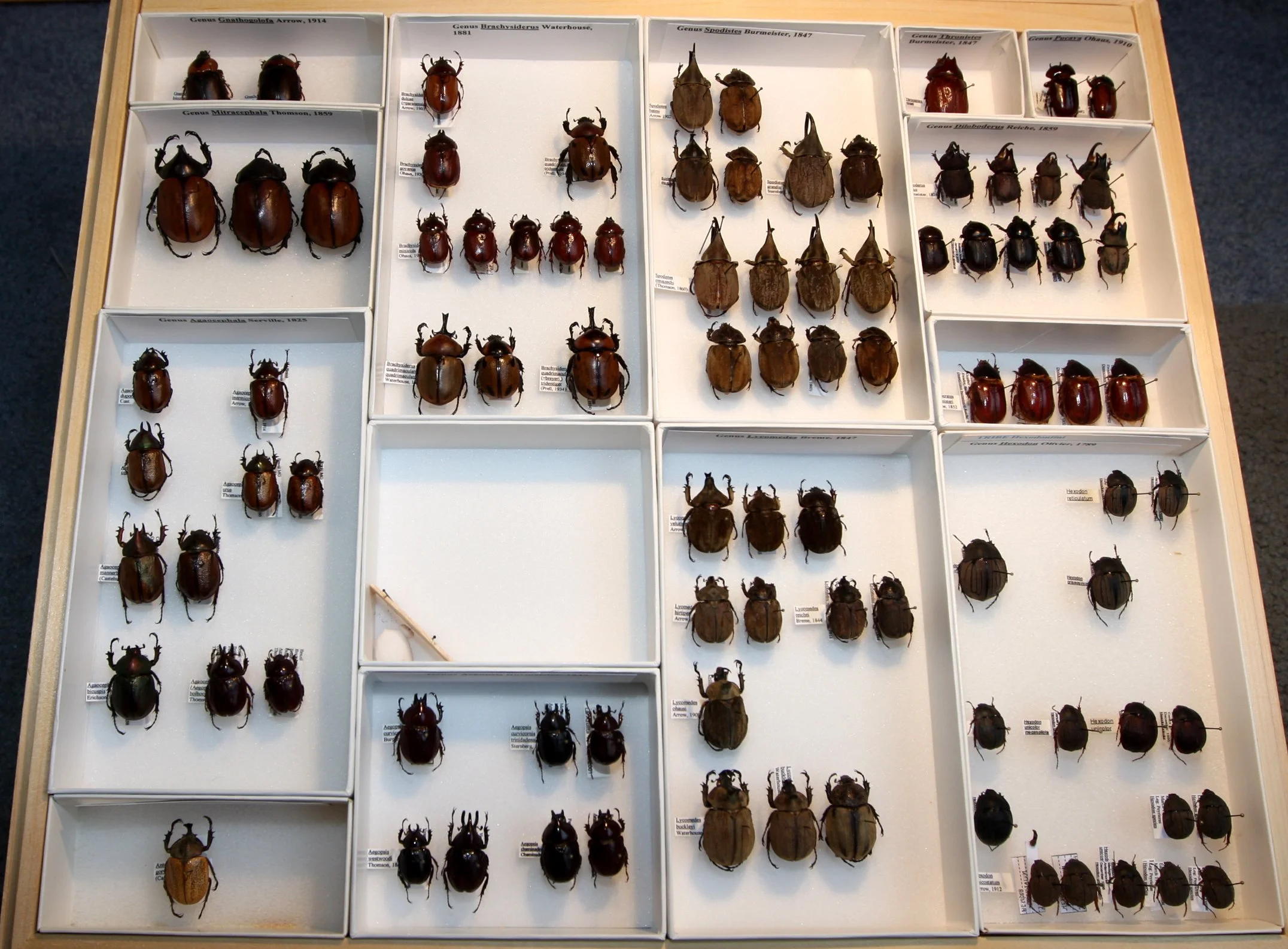 Dynastinae  Agaocephaline, Hexodontini.JPG