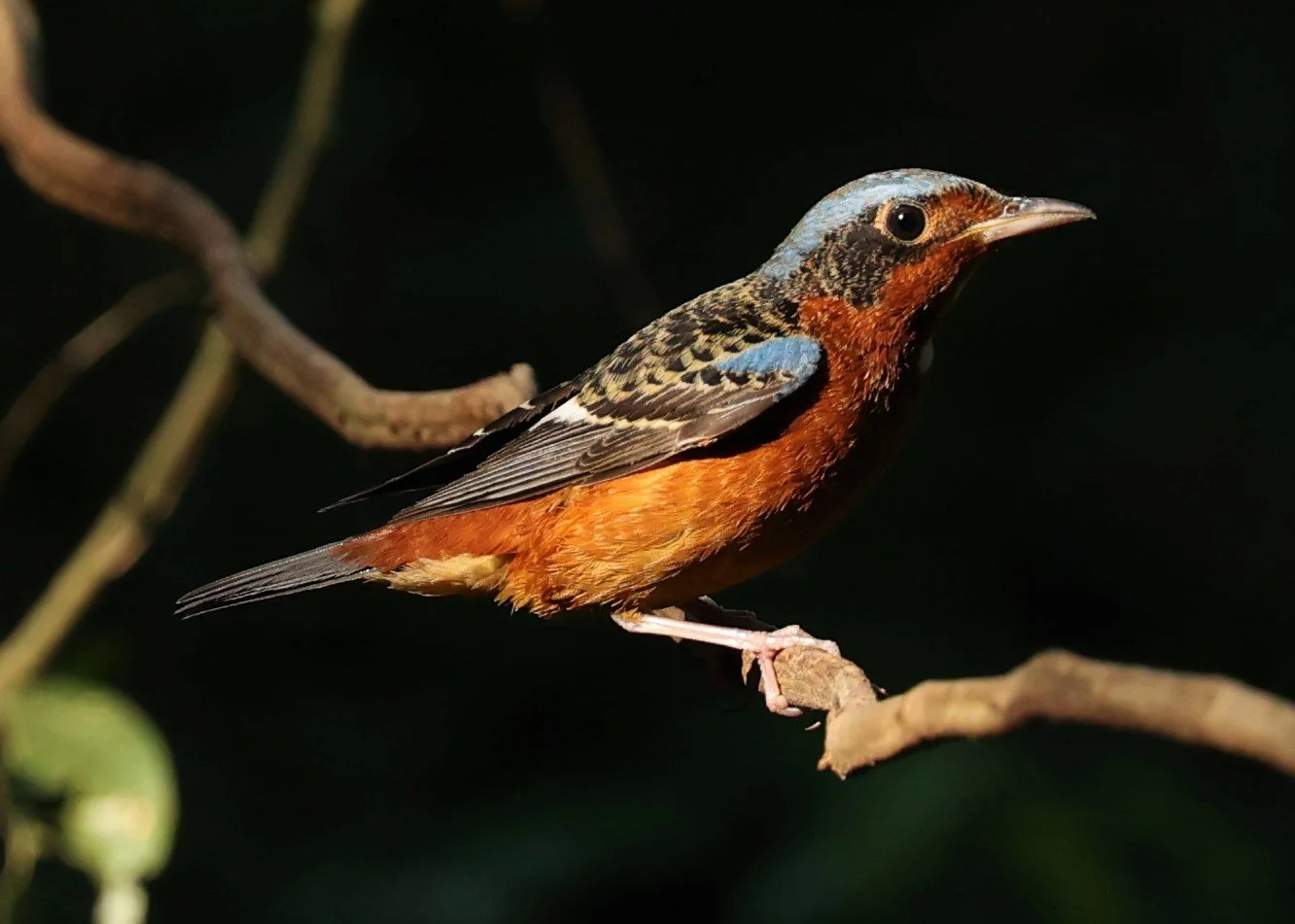 ROCK-THRUSH - WHITE-THROATED ROCK-THRUSH - Monticola gularis - WAT THAM PRATHUM CHONBURI JAN 30 2022 (21).jpg