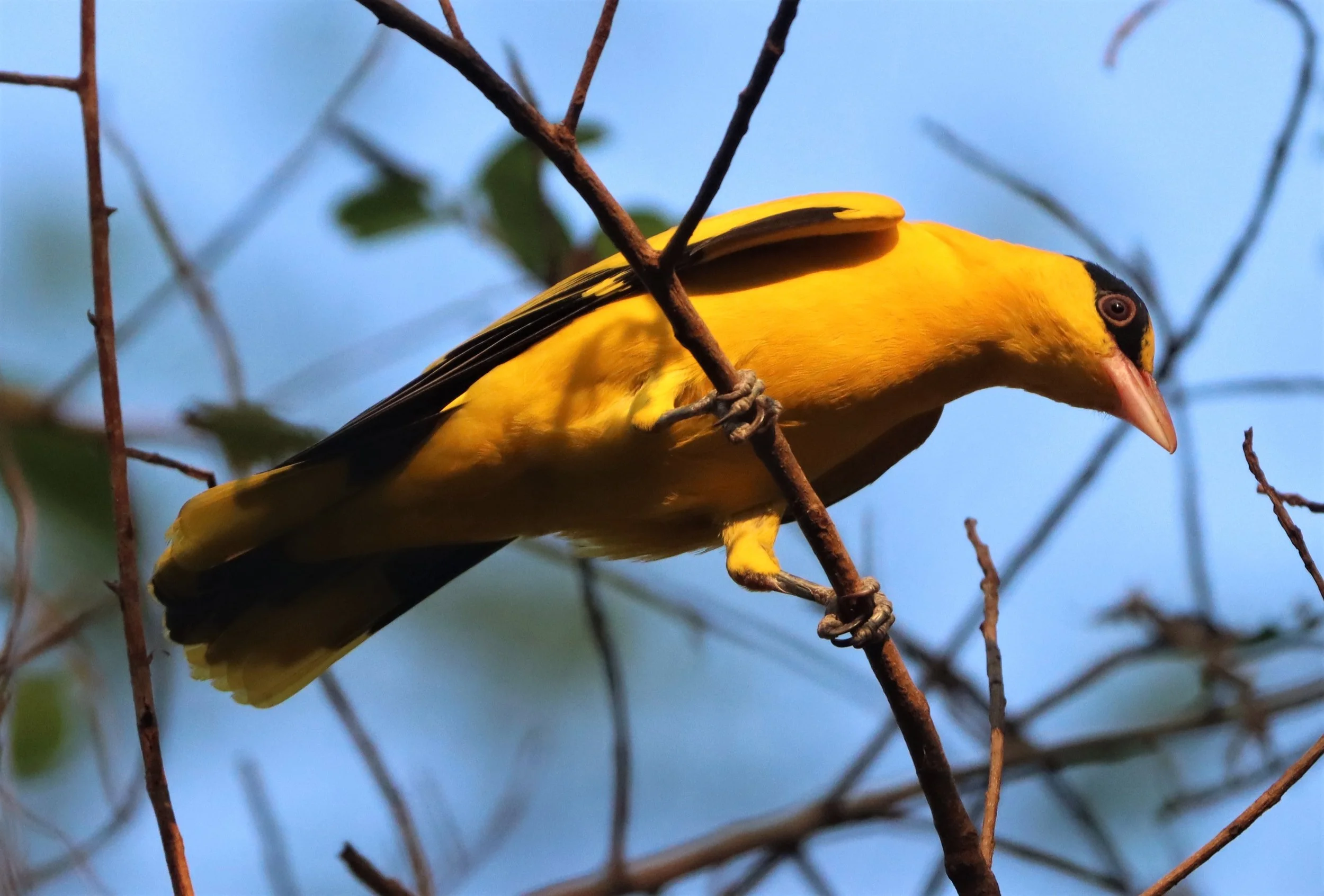 Black-napped Oriole (Oriolus chinensis) Rama 9 Park Bangkok (15).jpg