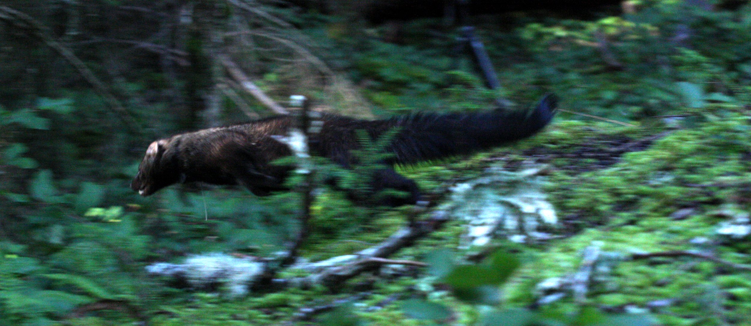 MUSTELID - FISHER - FINAL RELEASE ON 2-20-2010 (10).JPG