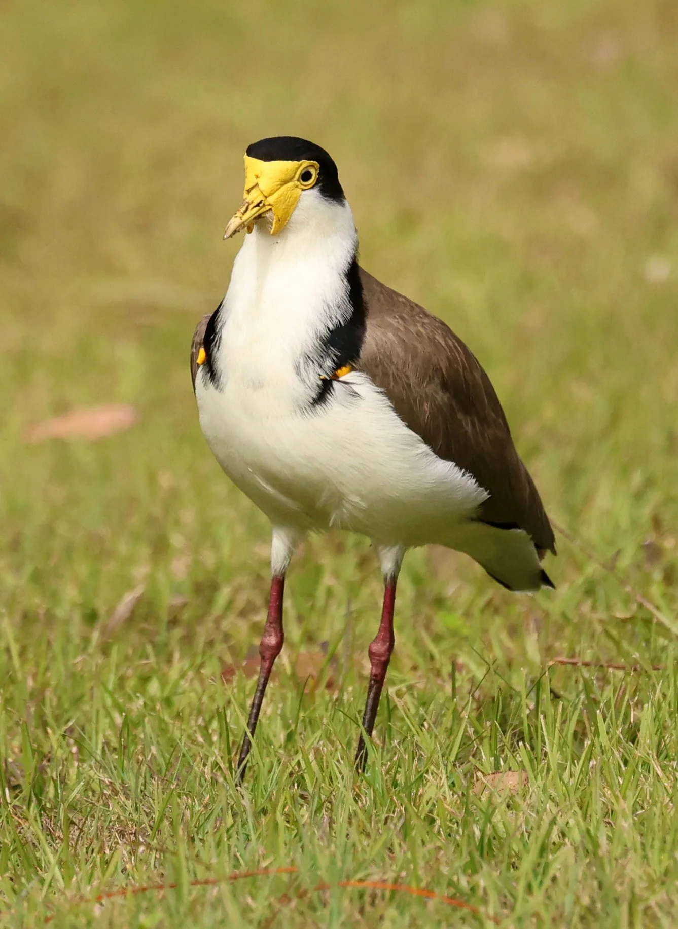 Masked Lapwing (Vanellus miles) Canungra near Lamington NP - Queensland (3).jpg
