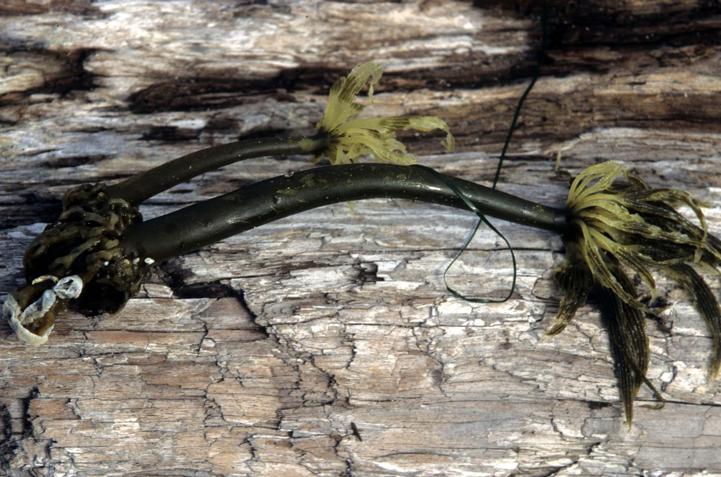 CALIFORNIA - BODEGA BAY - MARINE ALGAE SPECIES (19).jpg