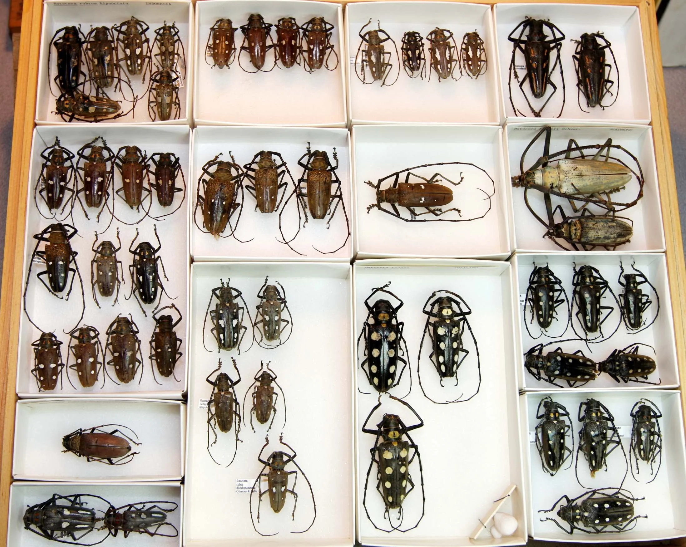 9 Lamiinae - Batocerini.JPG