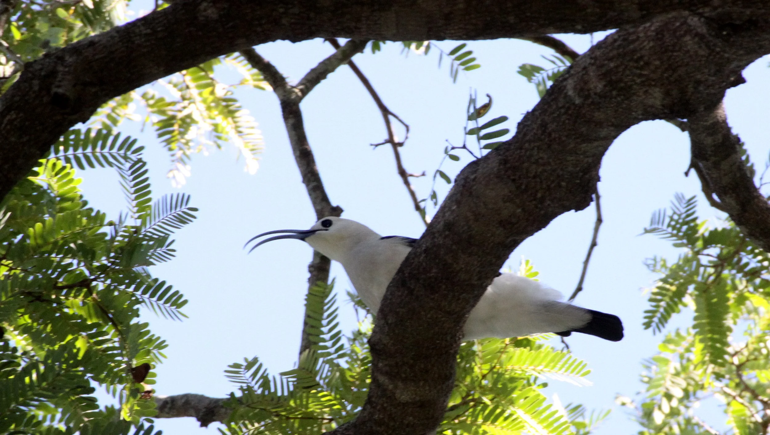 Falculea palliata - Sickle-billed Vanga - Berenty Reserve Madagascar (6).JPG