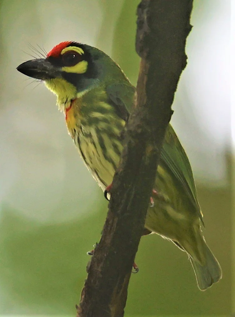 BARBET - COPPERSMITH BARBET - Megalaima haemacephala - BANGKOK PATANA SCHOOL BANGNA (5).jpg