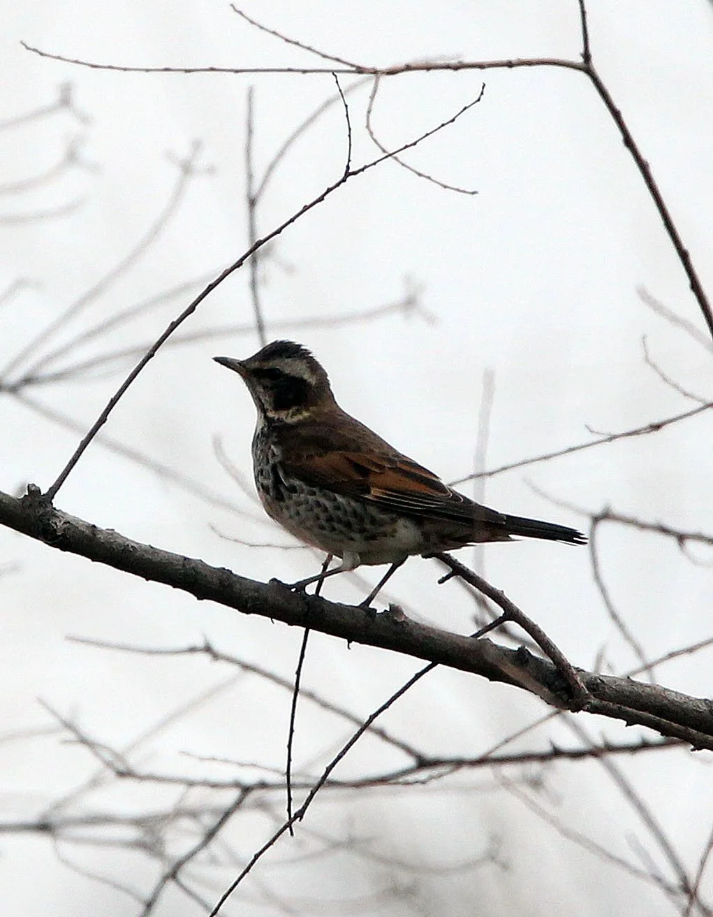 Dusky Thrush (Turdus eunomus) Binjiang Forest Park Shanghai (2).JPG