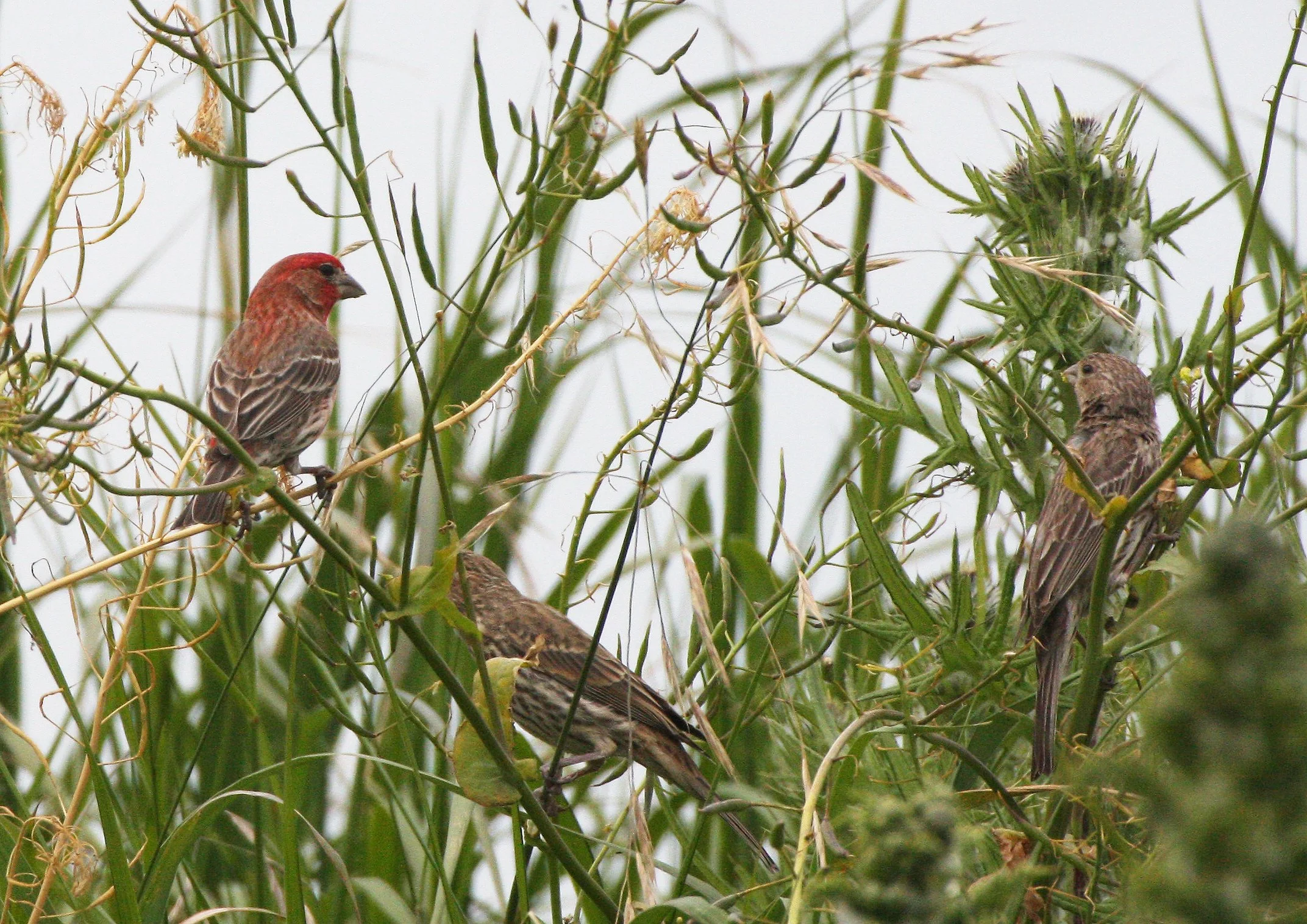 House Finch (Haemorhous mexicanus) Cline Spit Park, Sequim Washington (9).JPG