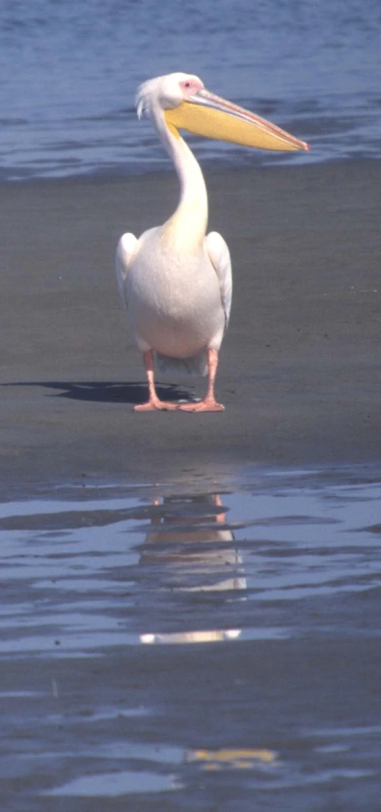 BIRDS - PELICAN - WHITE - NAMIBIA 1A.jpg