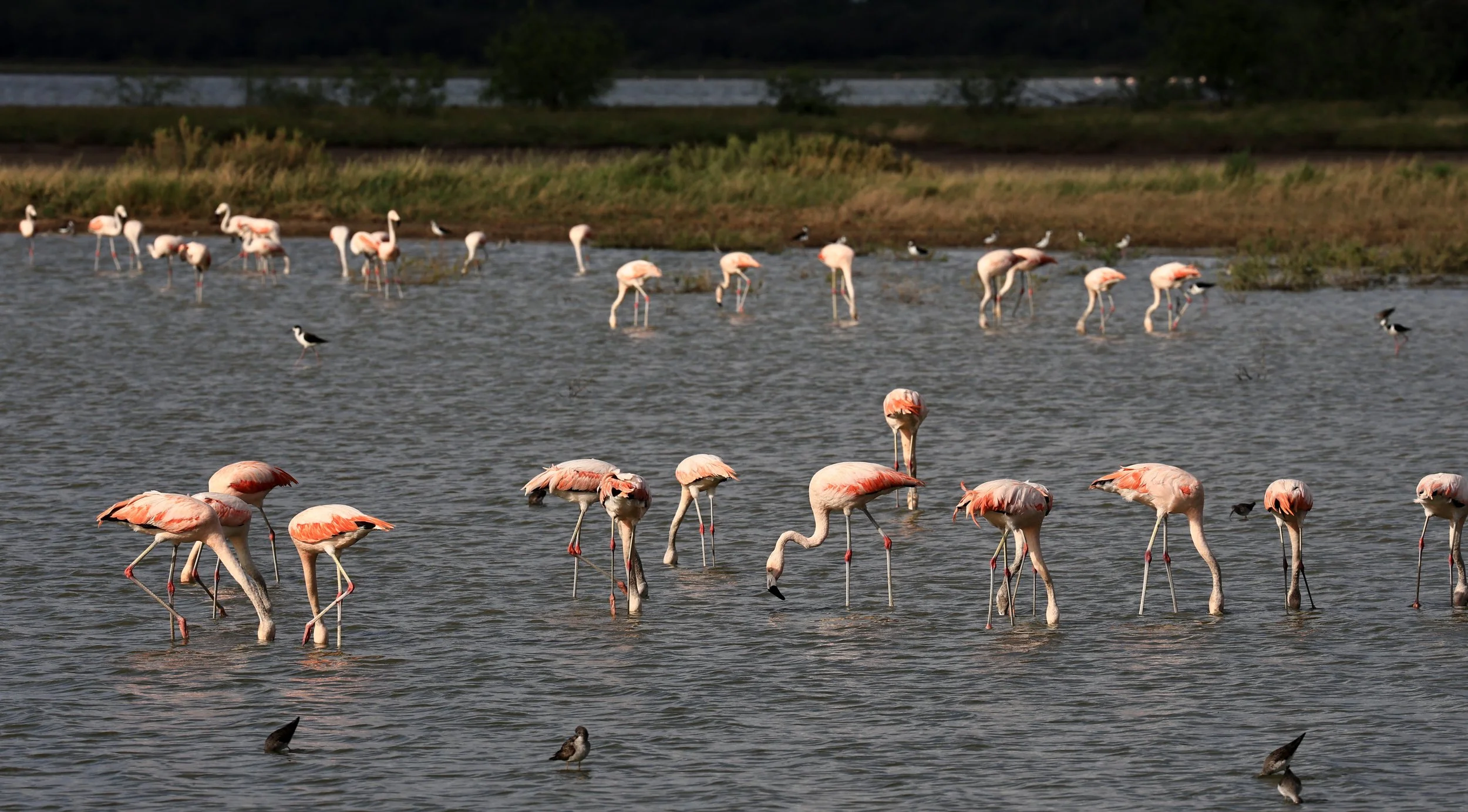Chilean Flamingo (Phoenicopterus chilensis) Chaco Lodge & Laguna Salada Paraguay (49).jpg