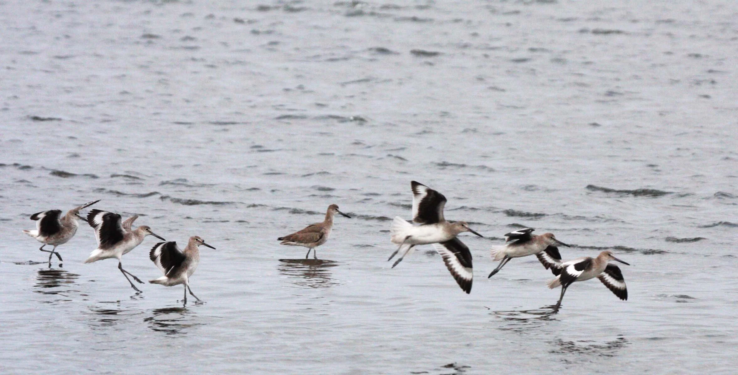 BIRD - WILLET - SAN IGNACIO LAGOON BAJA MEXICO (5).JPG