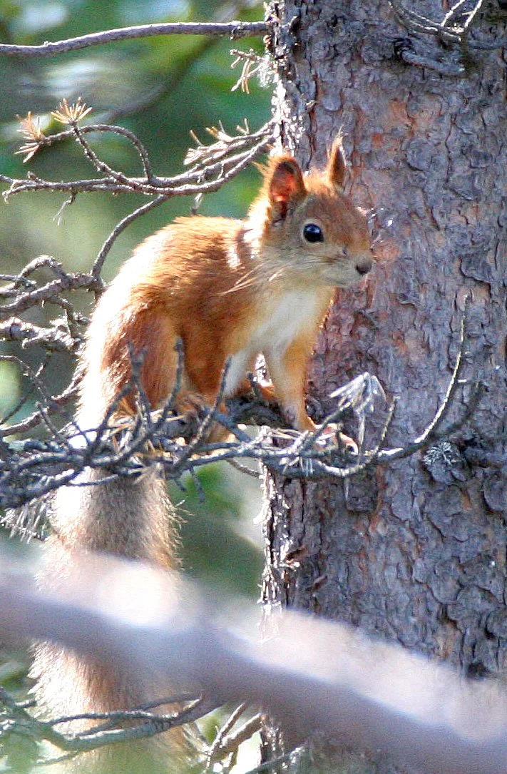 RODENTIA - SQUIRREL - EUROPEAN RED SQUIRREL - NEAR INARI FINLAND (20).jpg