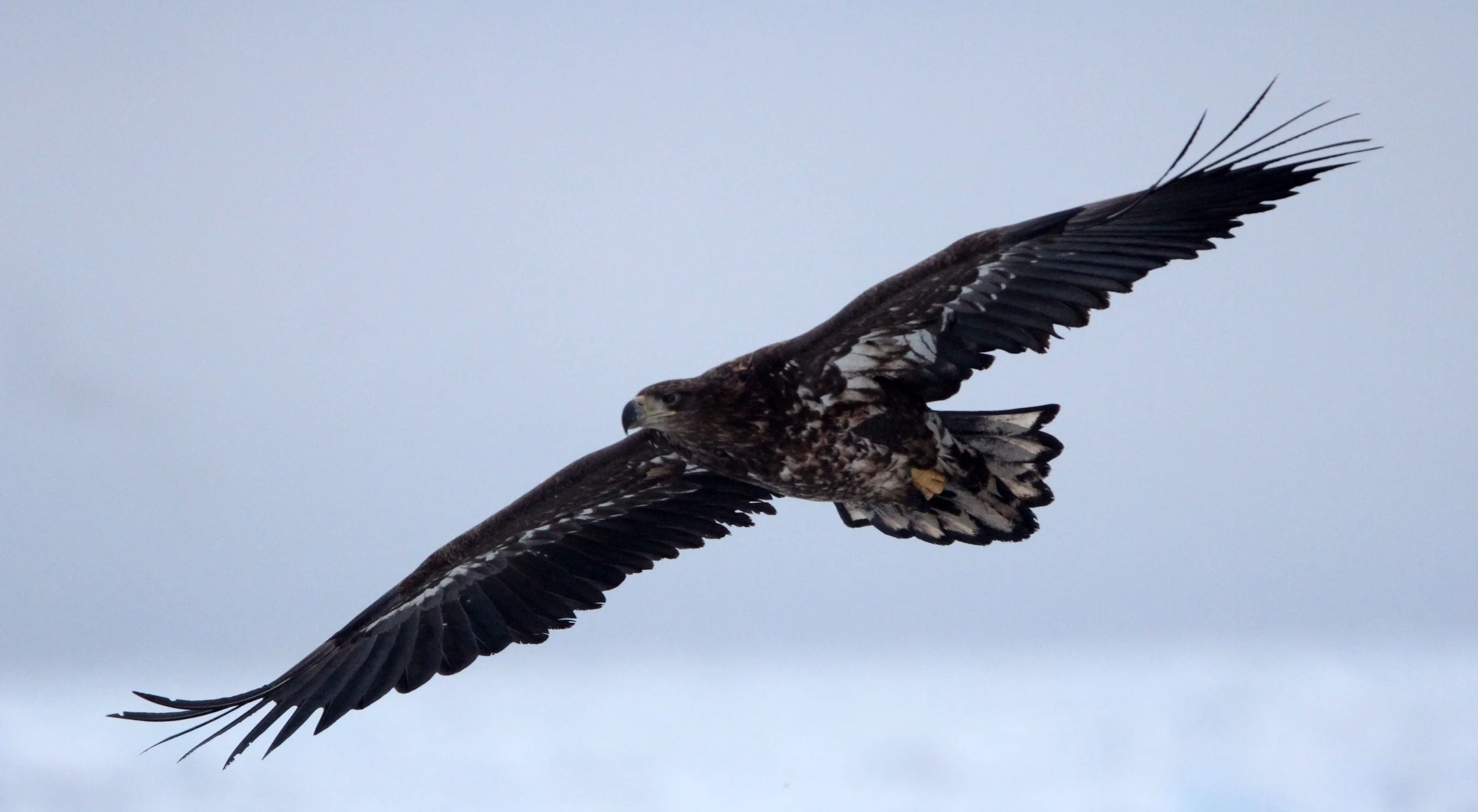 Haliaeetus albicilla - WHITE-TAILED EAGLE - RAUSU, SHIRETOKO PENINSULA, HOKKAIDO JAPAN (324).JPG