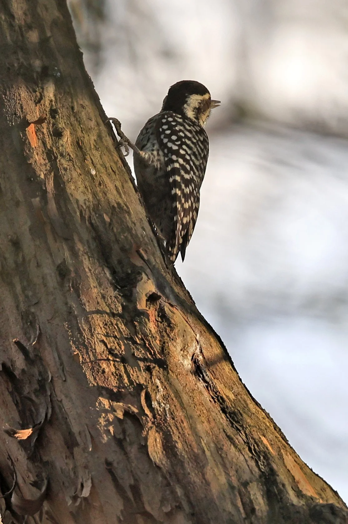 Checkered Woodpecker (Veniliornis mixtus) Estancia Campo'i Paraguay (6).jpg