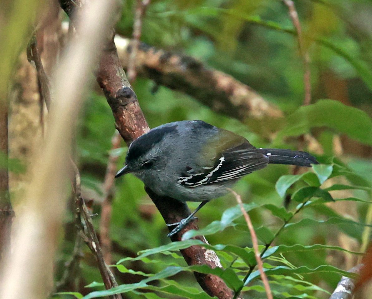 Variable Antshrike (Thamnophilus caerulescens) Superagui National Park, Brazil (5).jpg