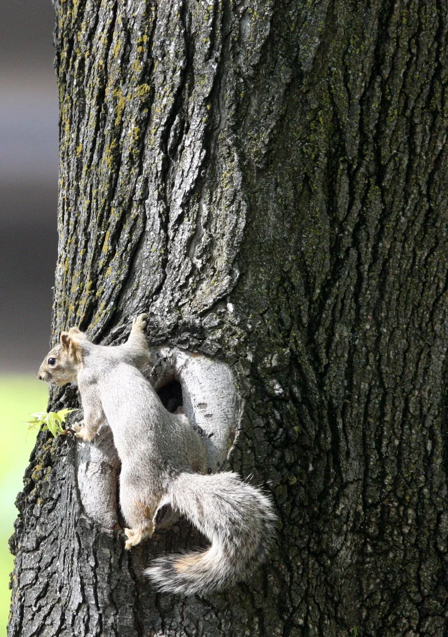 Sciurus carolinensis - EASTERN GRAY SQUIRREL -  SACRAMENTO CALIFORNIA (12).JPG