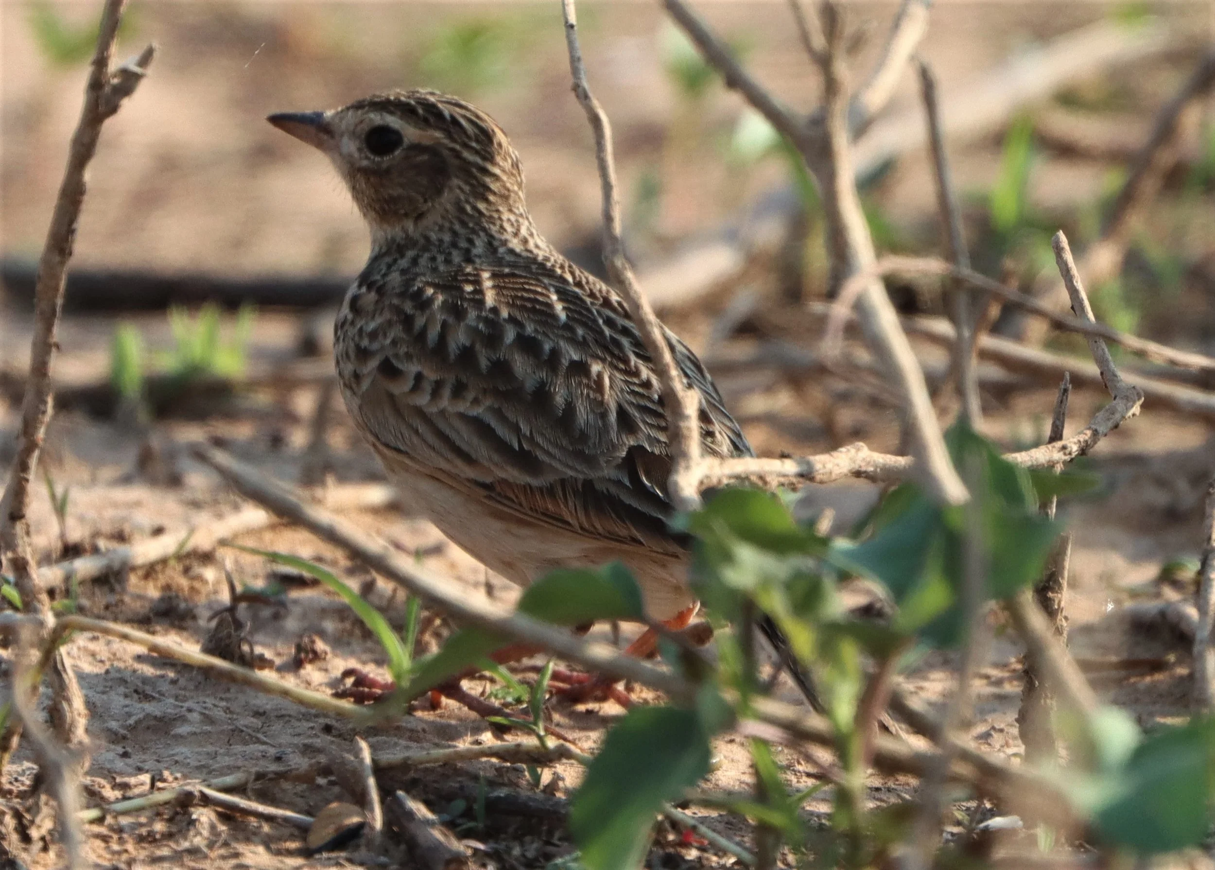 Oriental Skylark (Alauda gulgula) Pak Chong Lake Kumontong (6).jpg
