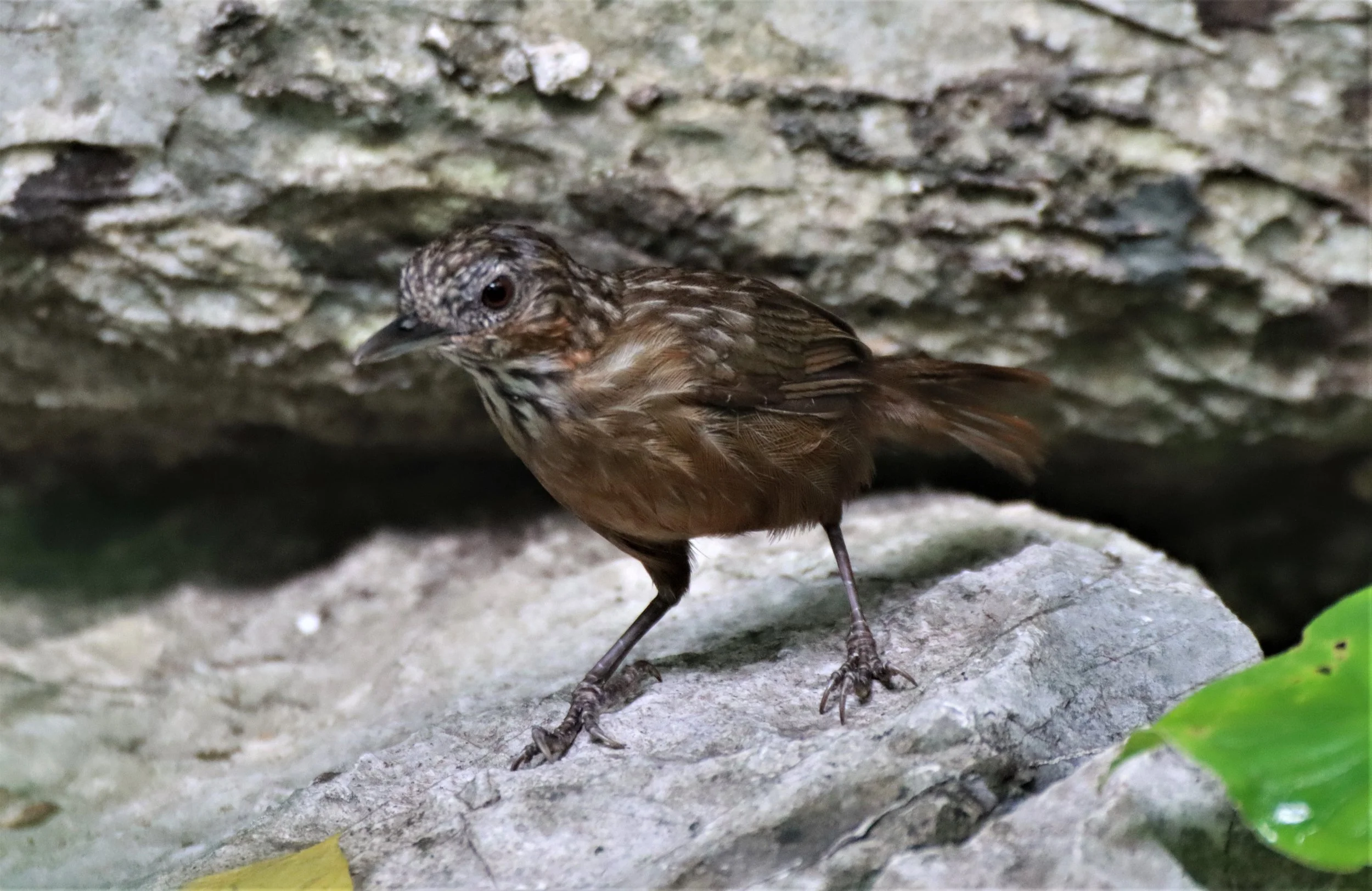 WREN-BABBLER - RUFOUS LIMESTONE WREN-BABBLER - Gypsophila calcicola - KHAO PHRA PHUTTHAPAT NOI SARABURI (7).jpg