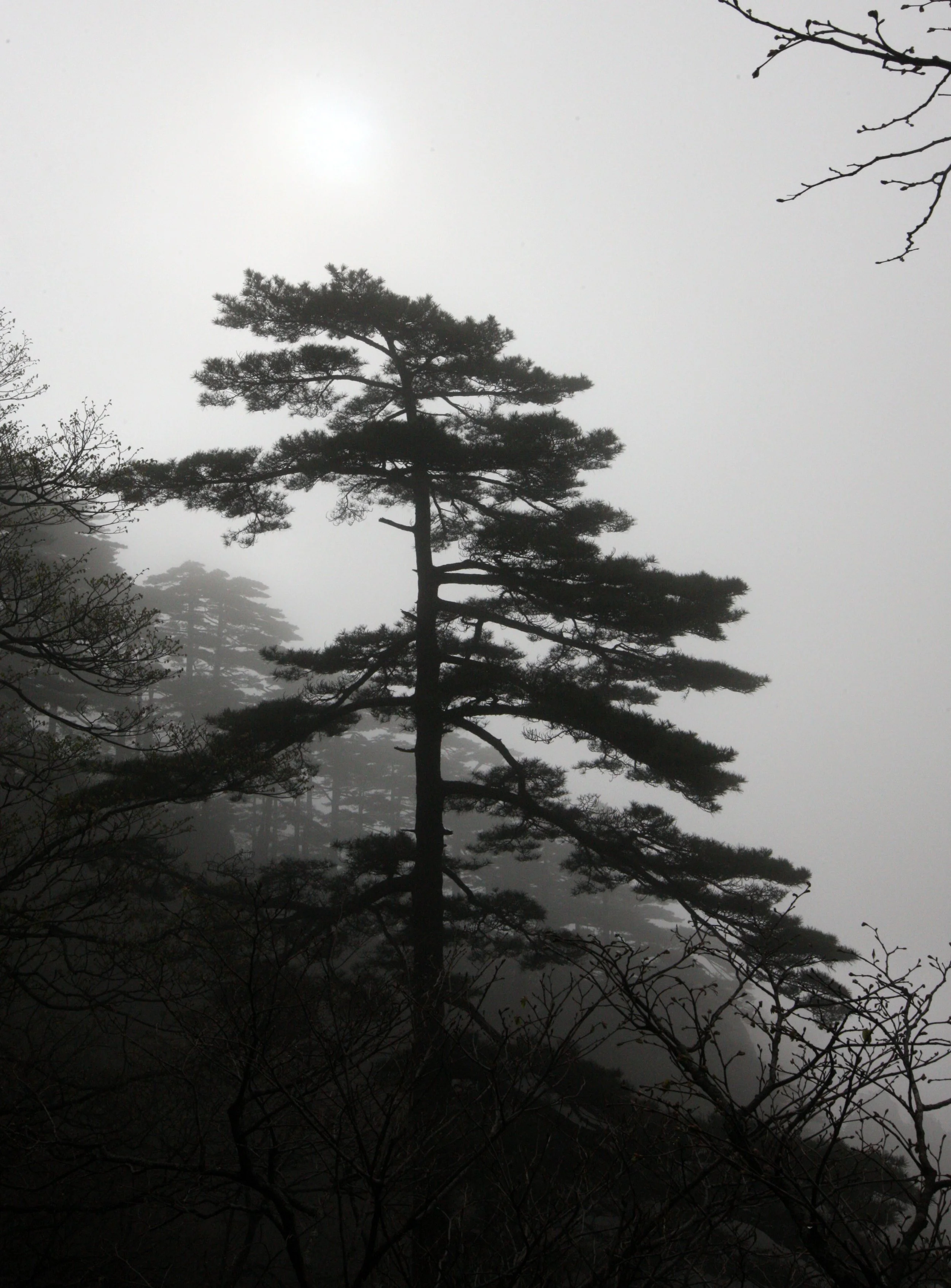 HUANGSHAN NATIONAL PARK ANHUI PROVINCE CHINA (216).JPG