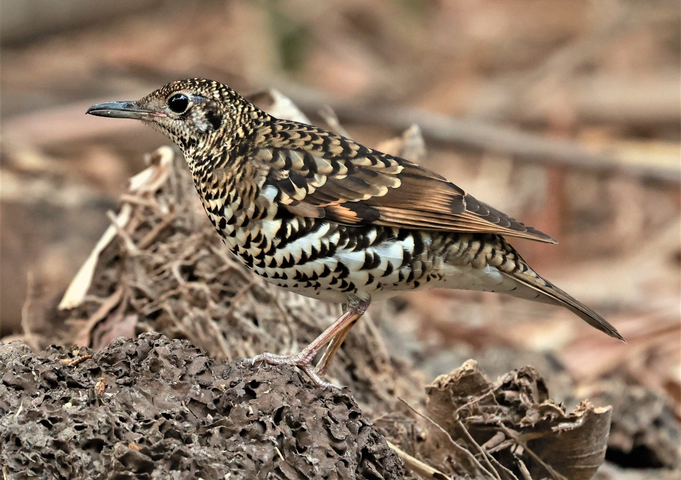 White's Thrush (Zoothera aurea) Putthamonthon Park Nakhon Pathom Thailand (150).jpg