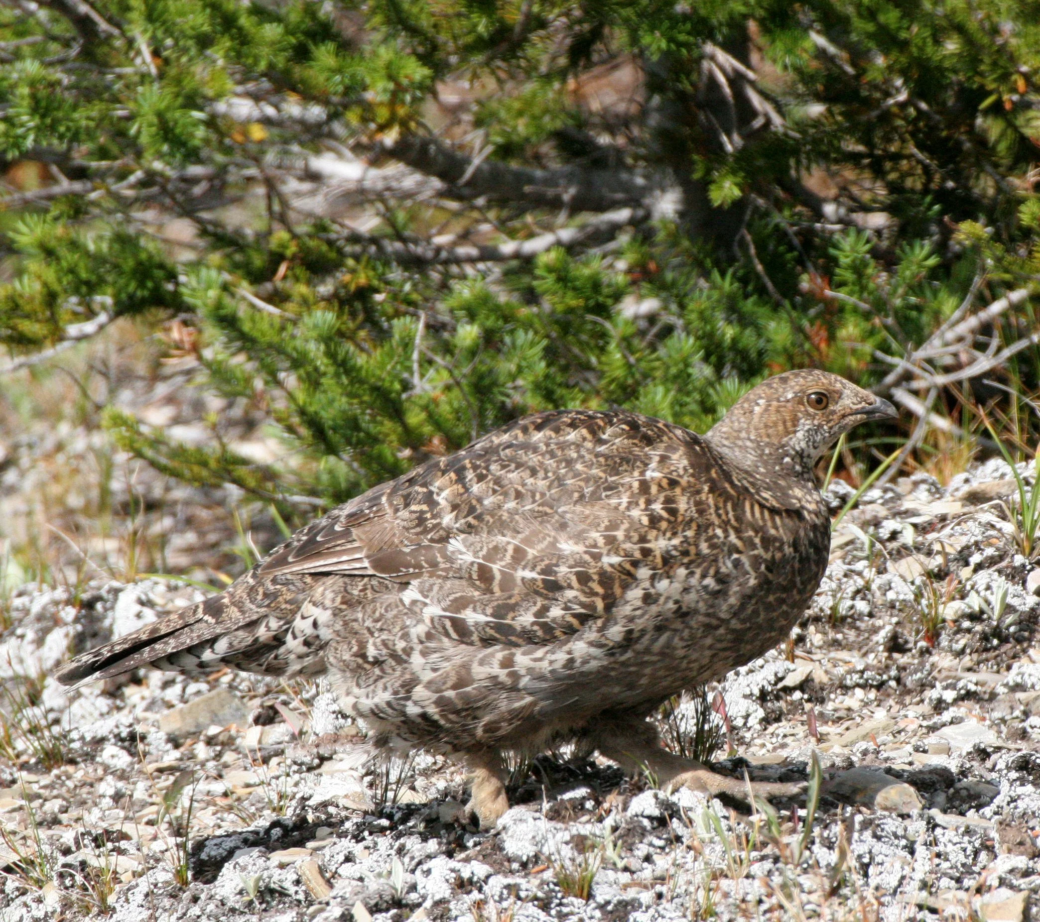 BIRD - GROUSE - BLUE-GROUSE - OLYMPIC NATIONAL PARK (9).JPG