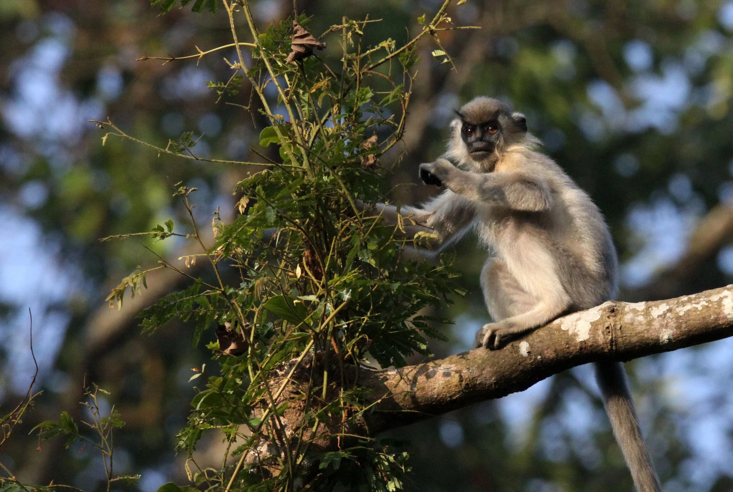 CERCOPITHECIDAE - Trachypithecus pileatus tenebricus - TENEBROUS CAPPED LANGUR - KAZIRANGA NATIONAL PARK ASSAM INDIA (25).JPG