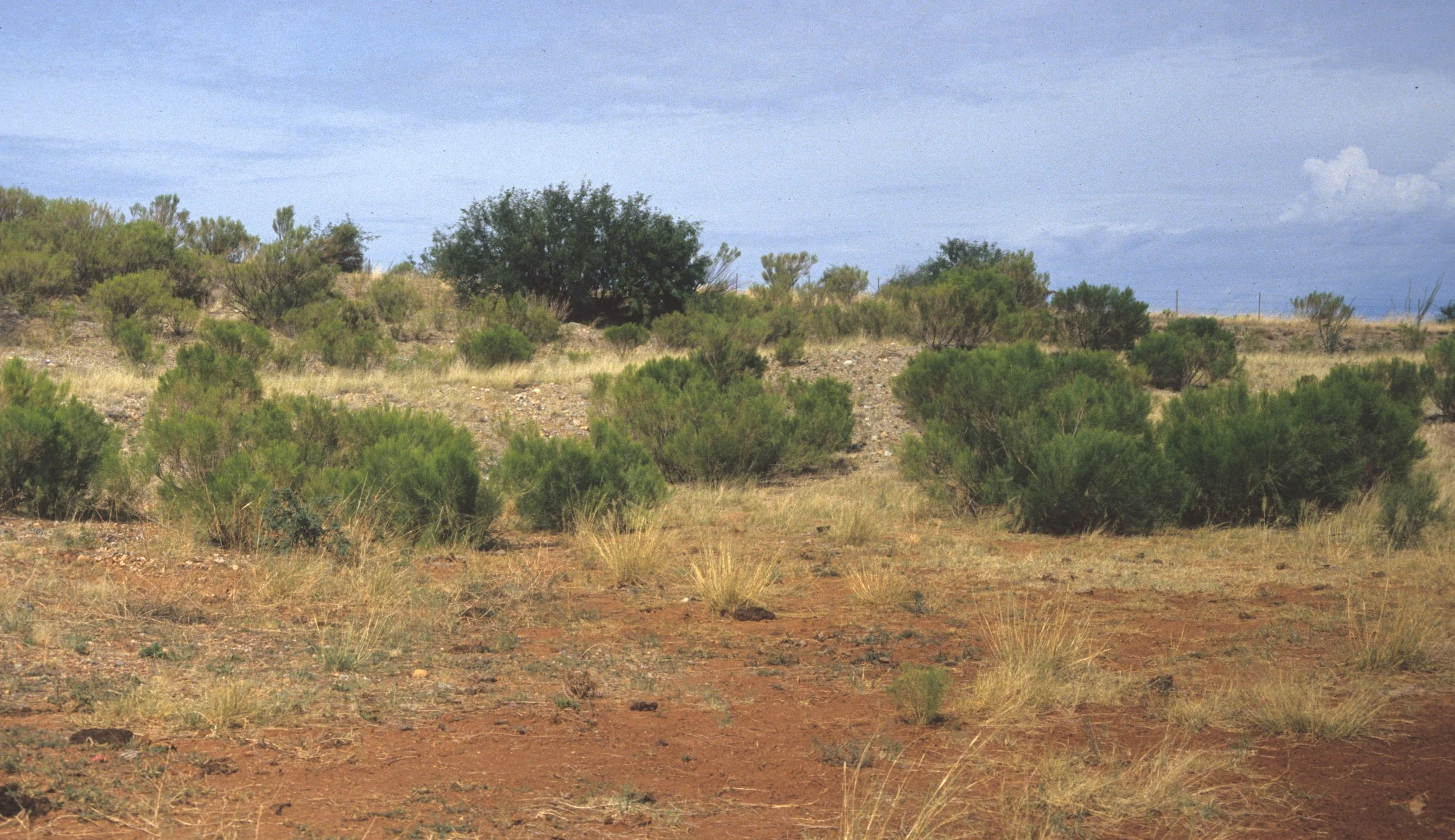 ARIZONA - MADERA CANYON - BACCHARIS WOODLAND.jpg