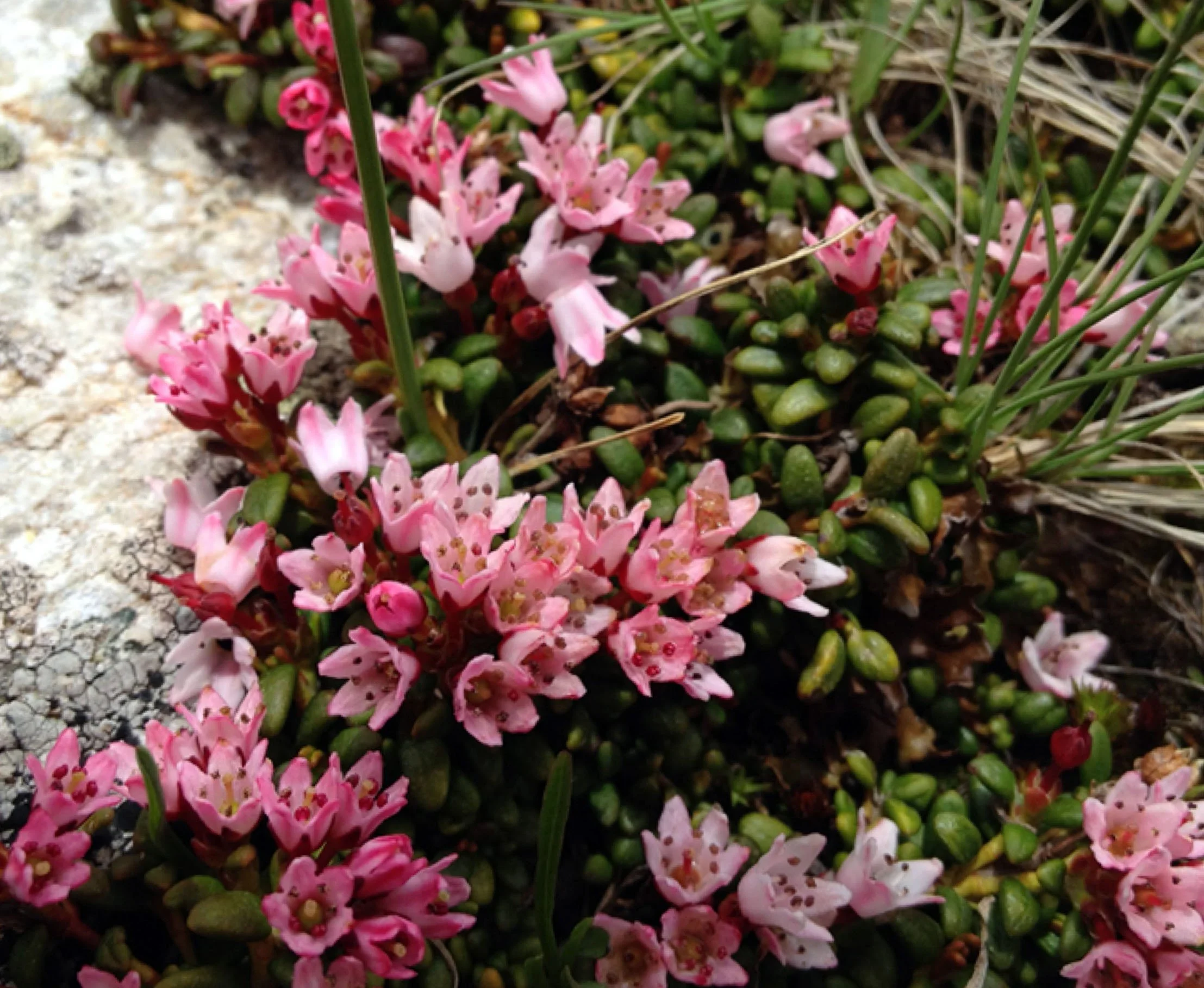 ITALY - IPHONE IMAGES (110).JPG